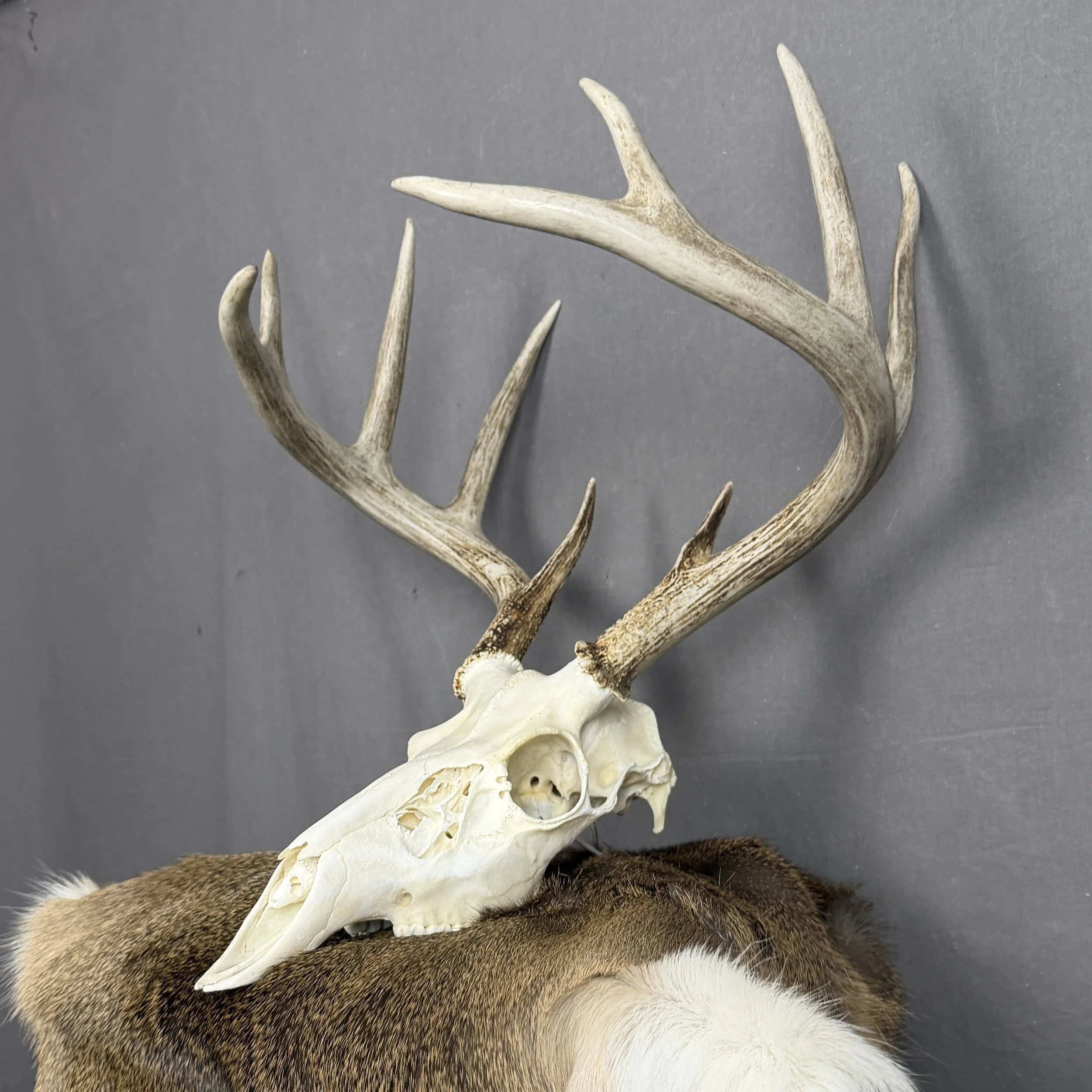 White Tail Deer Skull