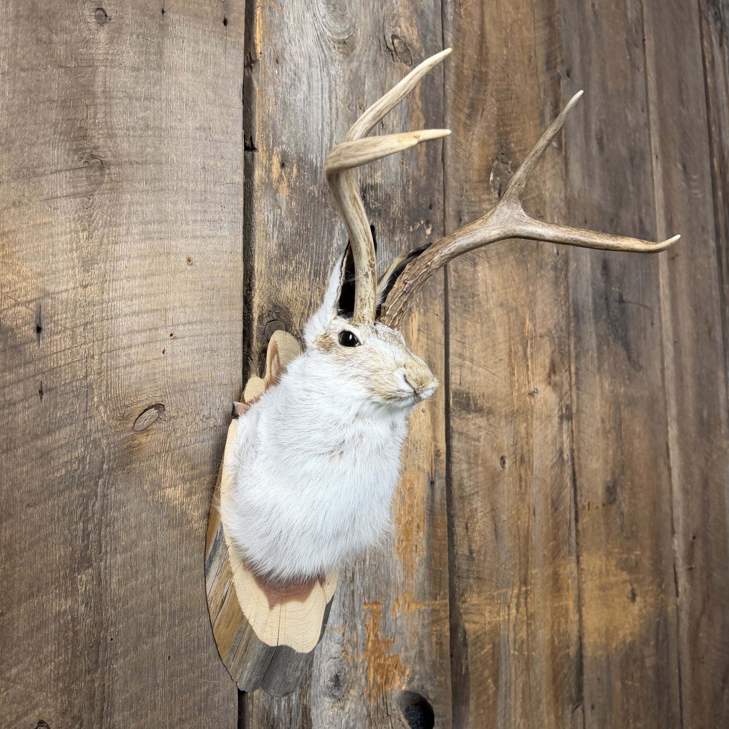 jackalope mount