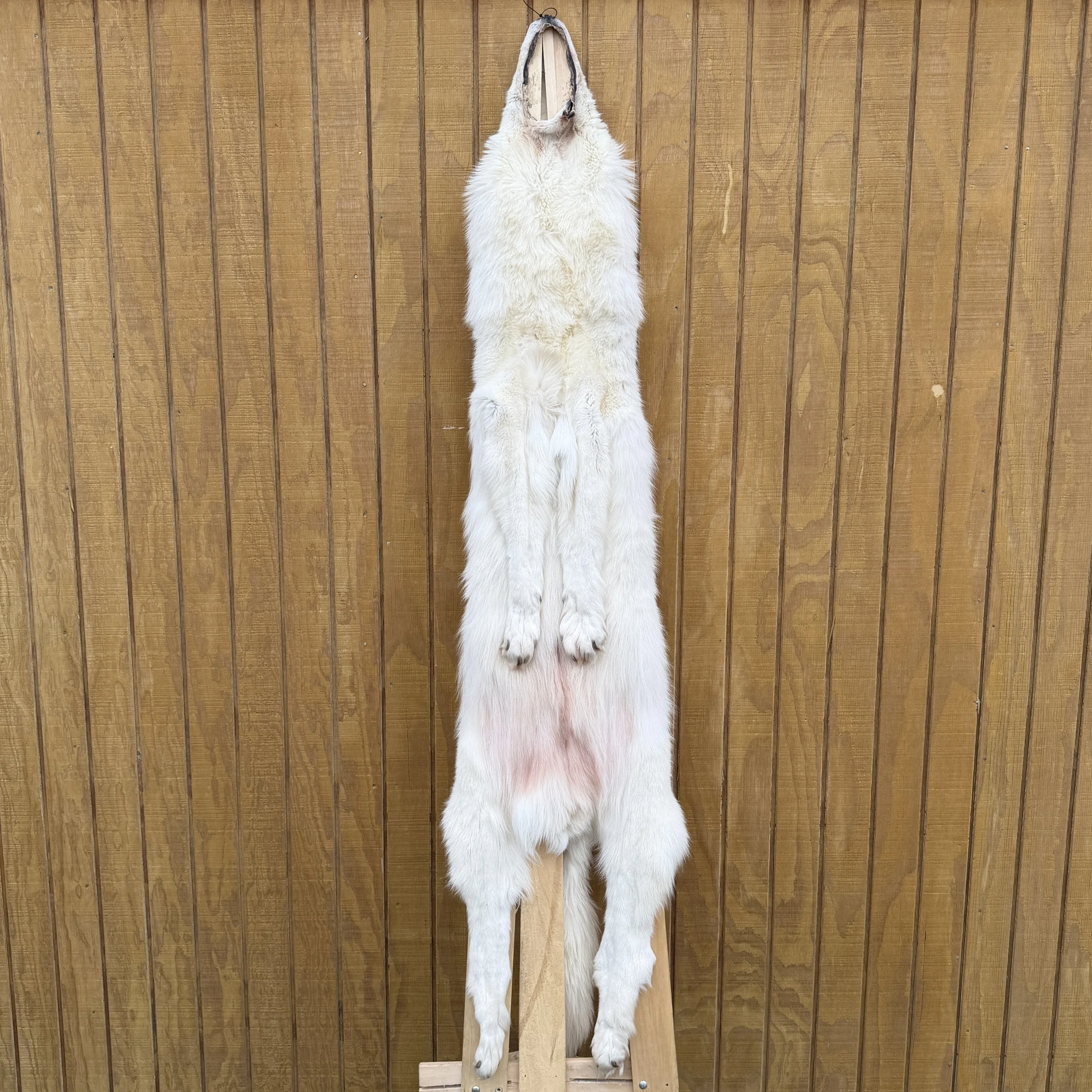 wolf pelt