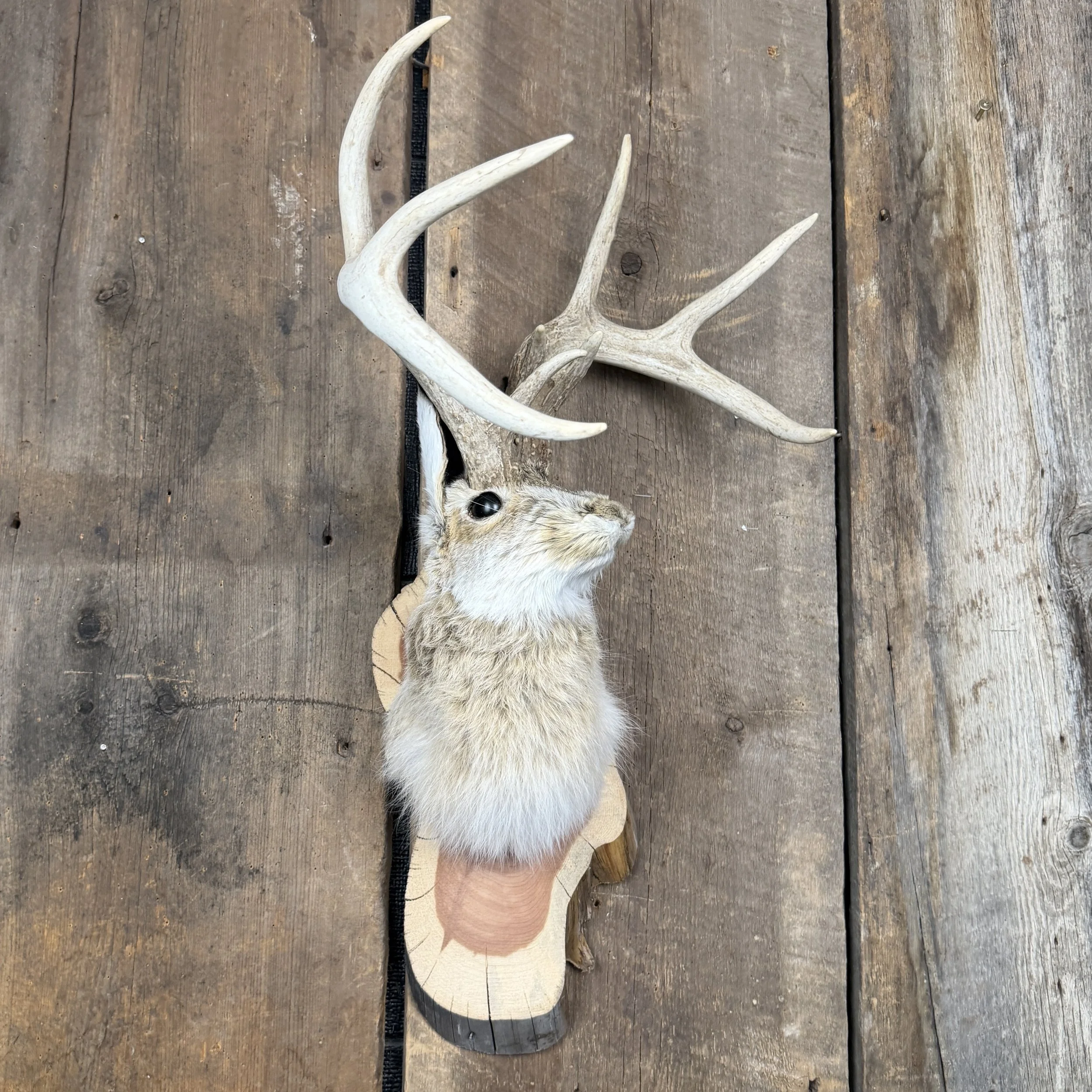 jackalope mount