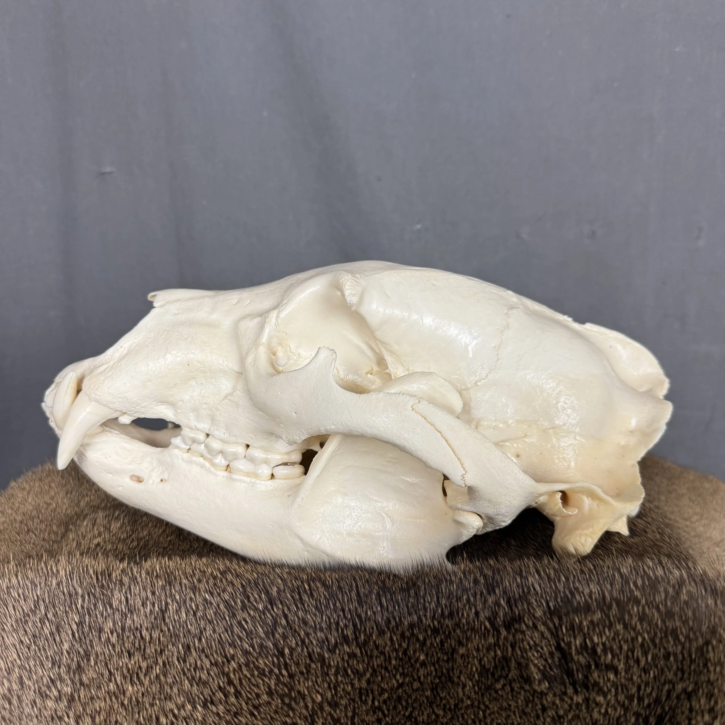 Black Bear Skull SQ4125