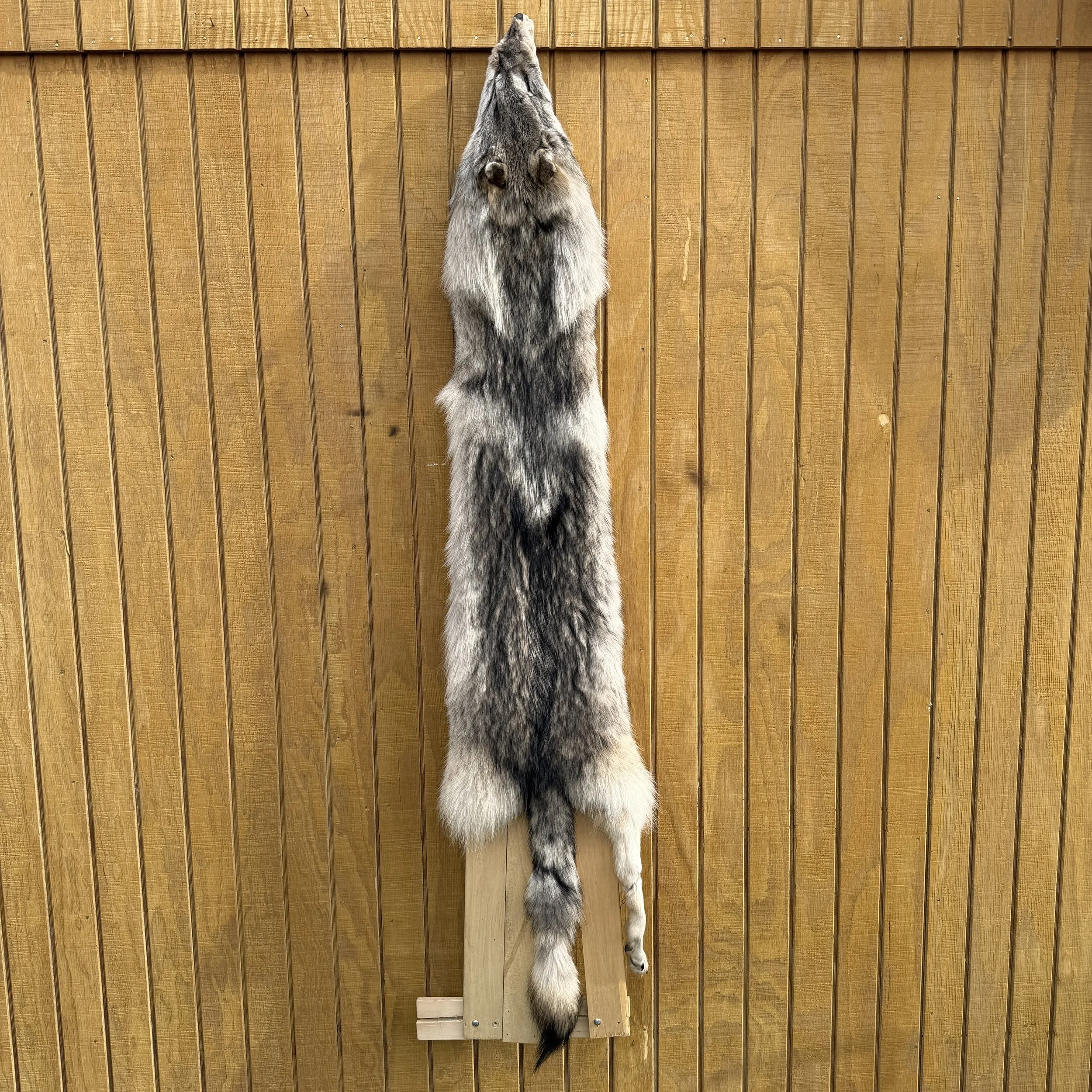 Timber Wolf Hide SQ0583p34