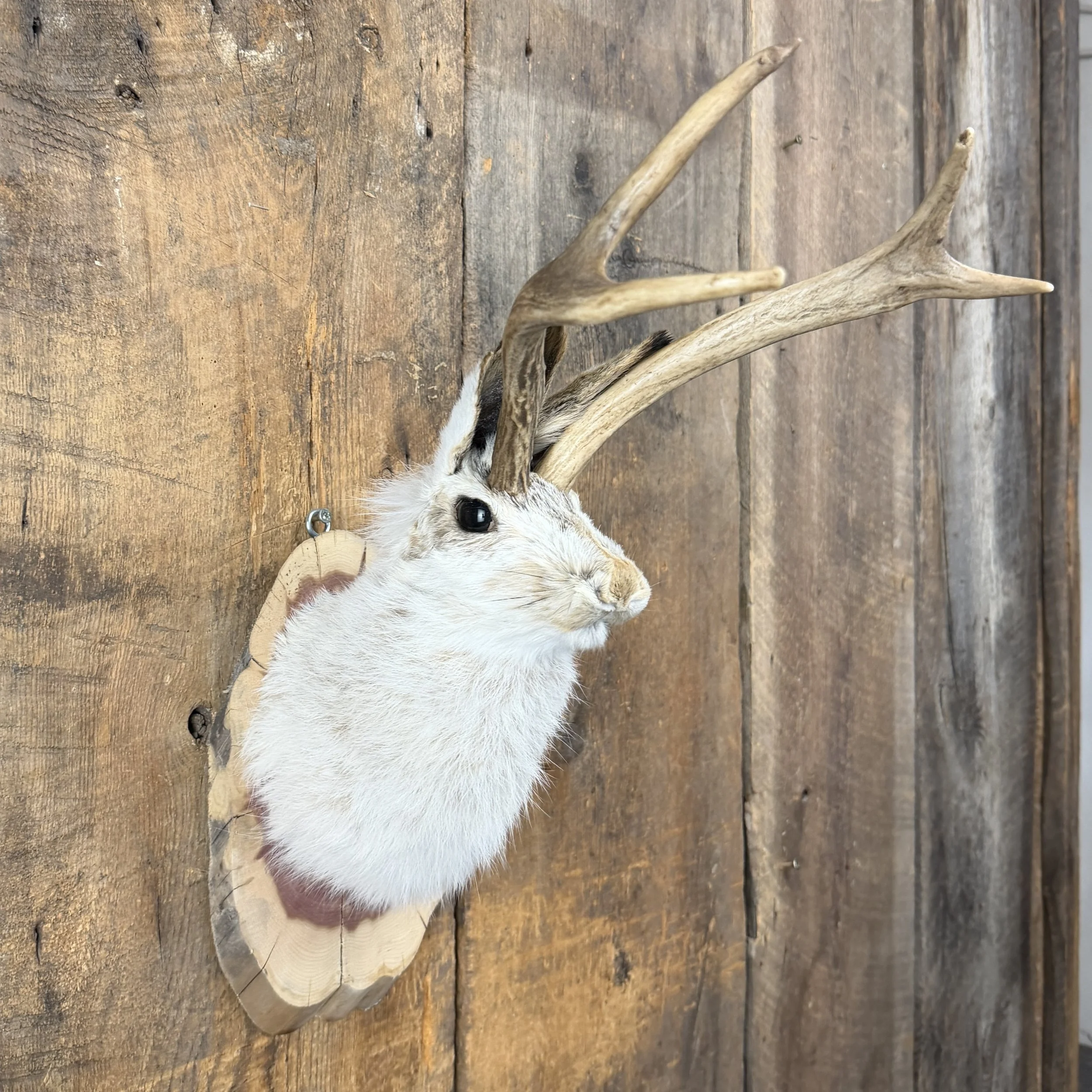 jackalope mount
