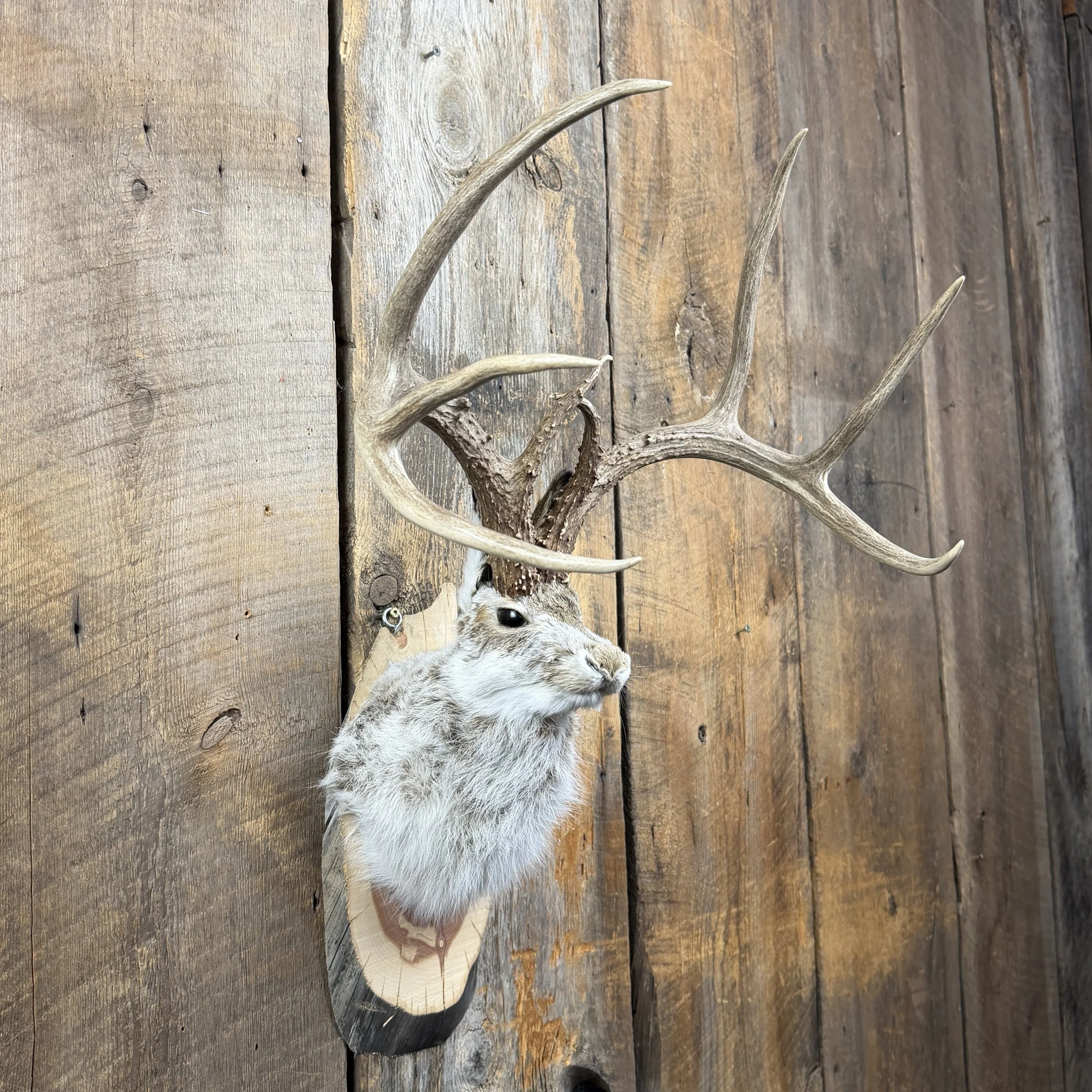 jackalope mount