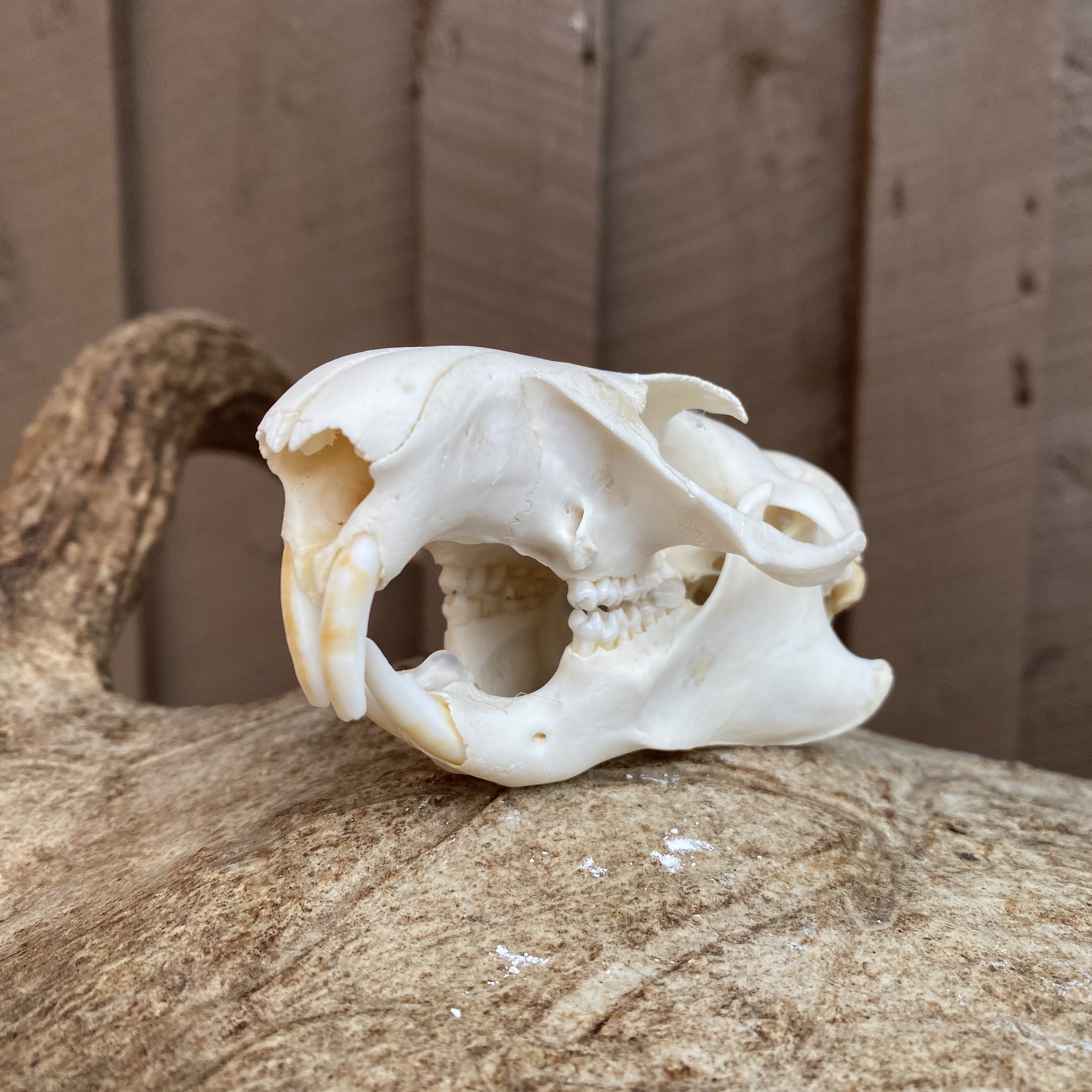 Woodchuck Skull
