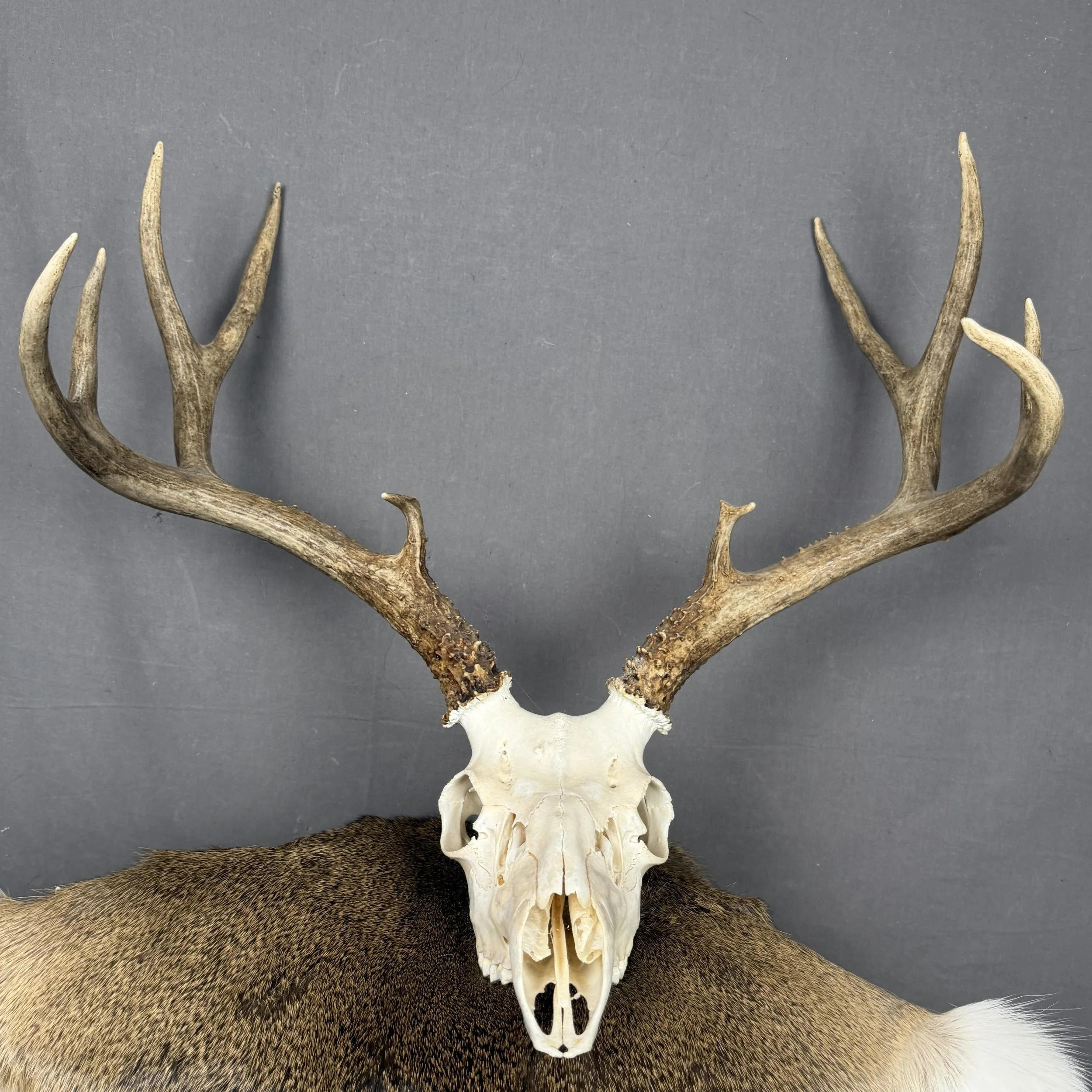 Mule Deer Skull