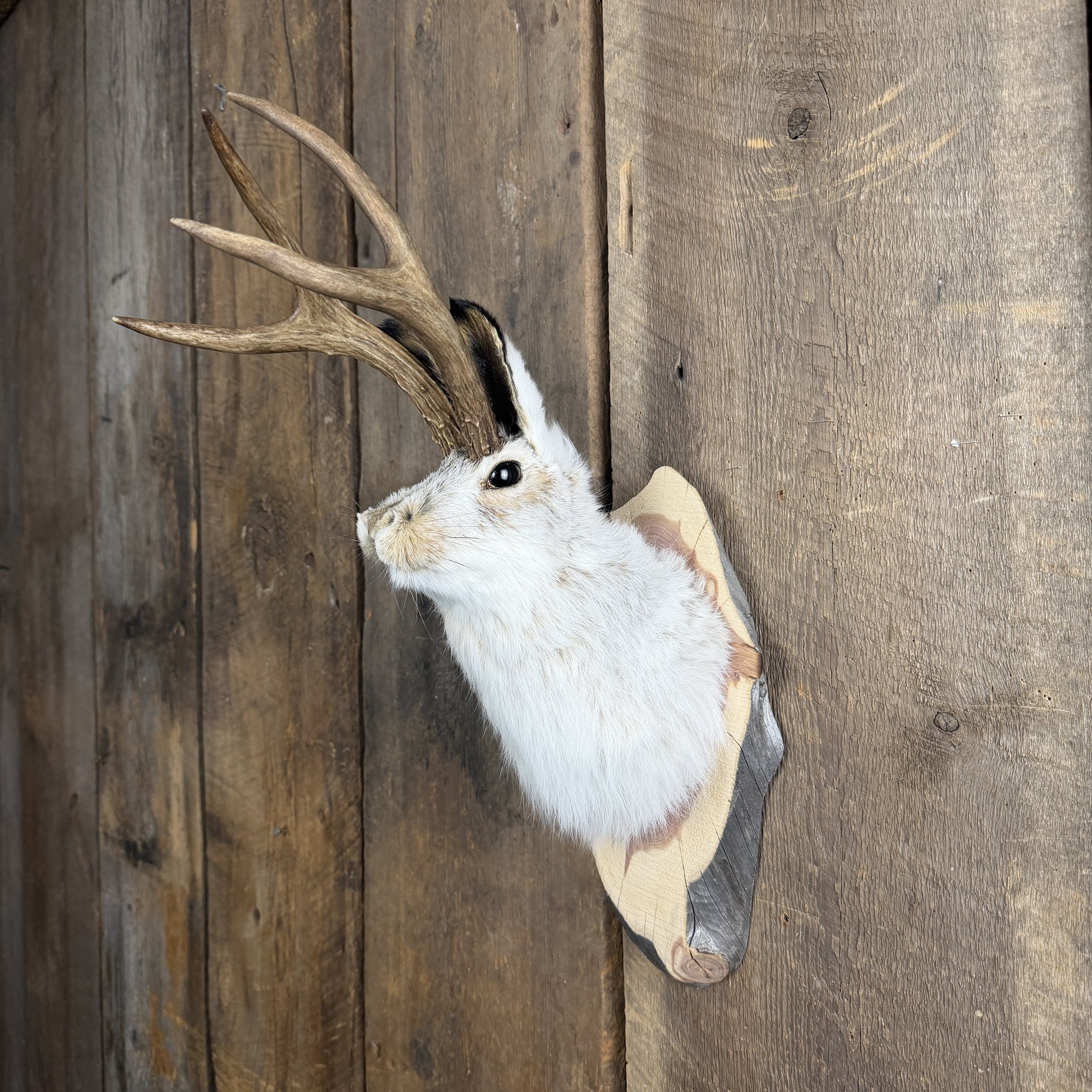 jackalope mount