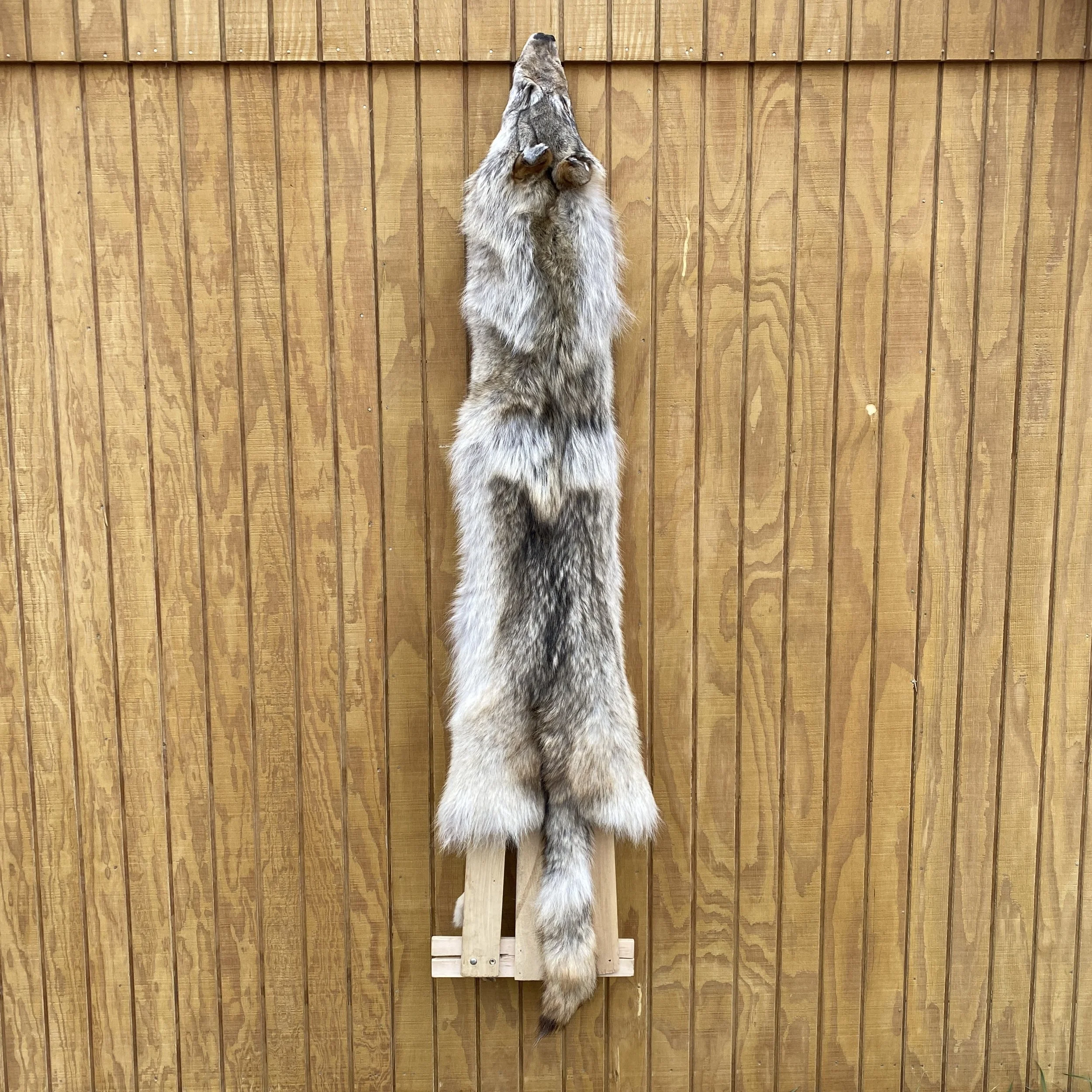 Timber Wolf Hide SQ3577P24