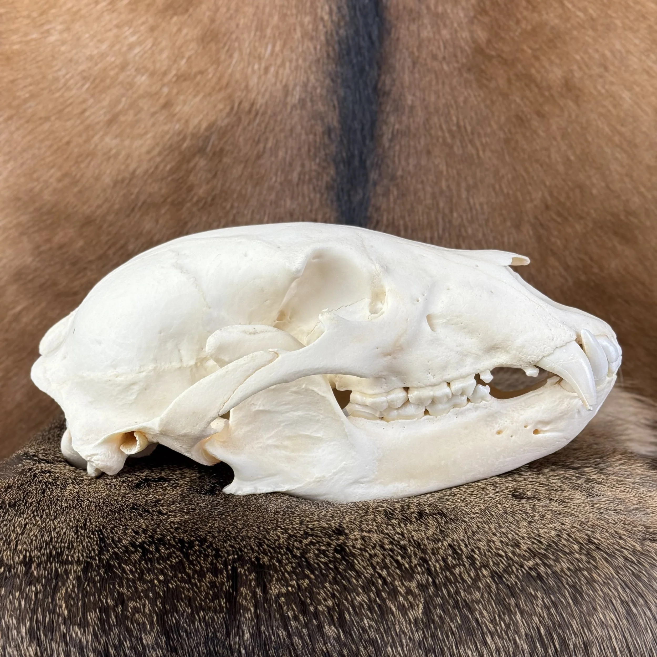 Black Bear Skull