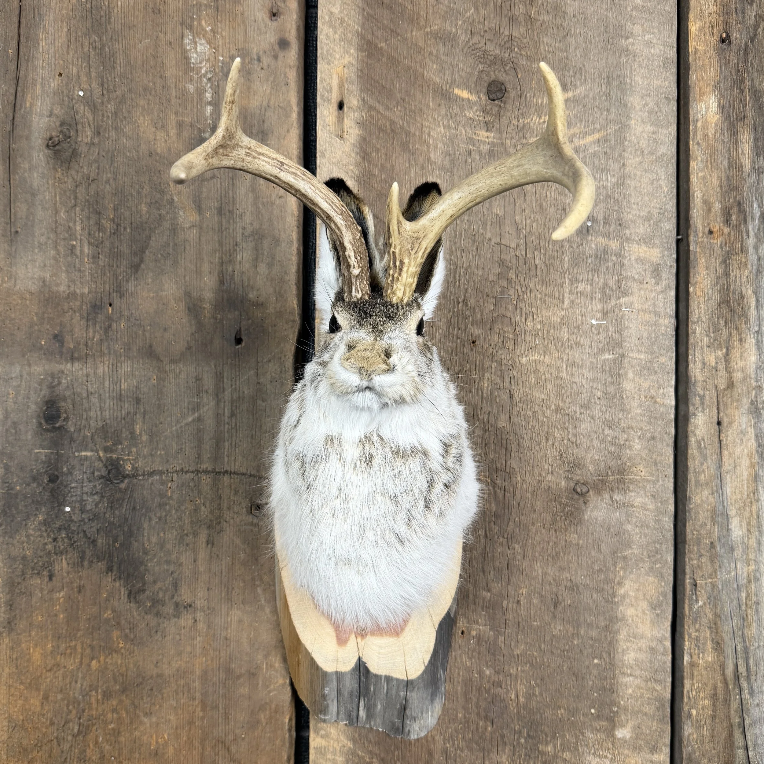 jackalope mount