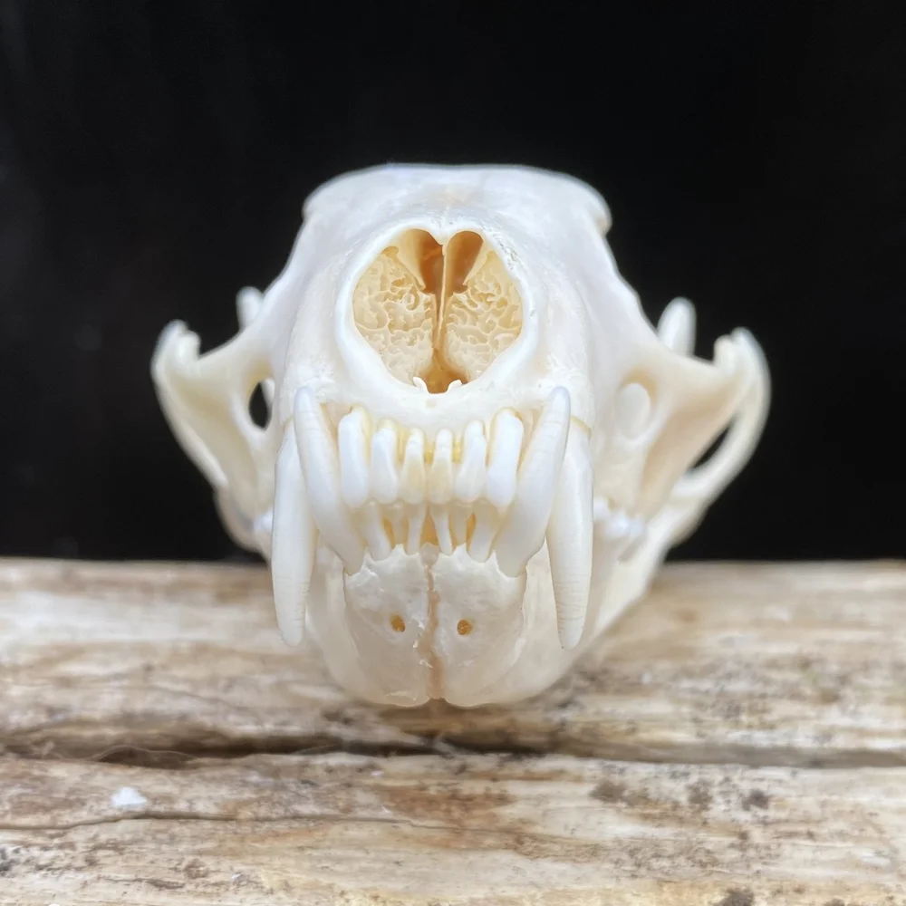 Fisher skull — Claw, Antler \u0026 Hide Co., image size:1000x1000