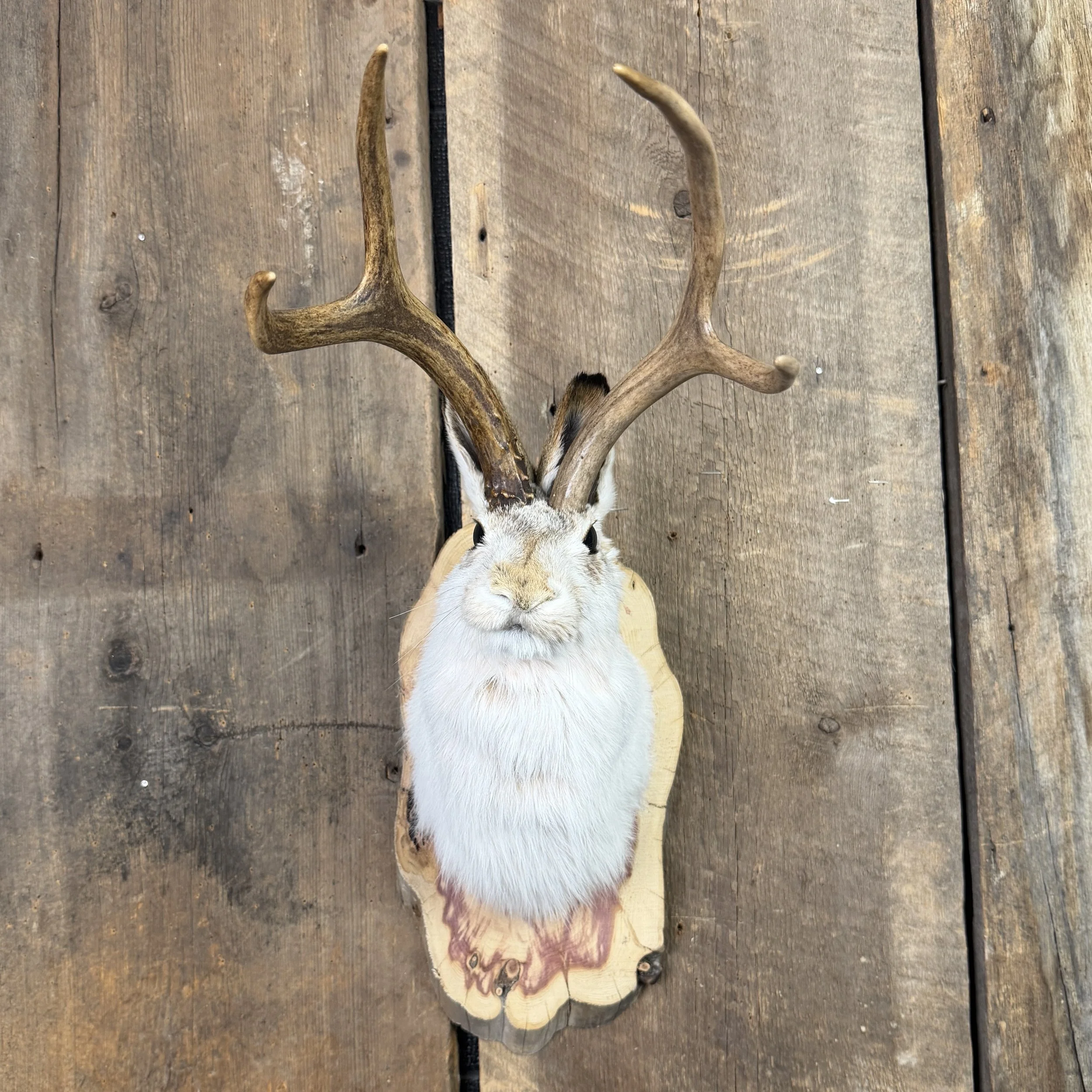jackalope mount