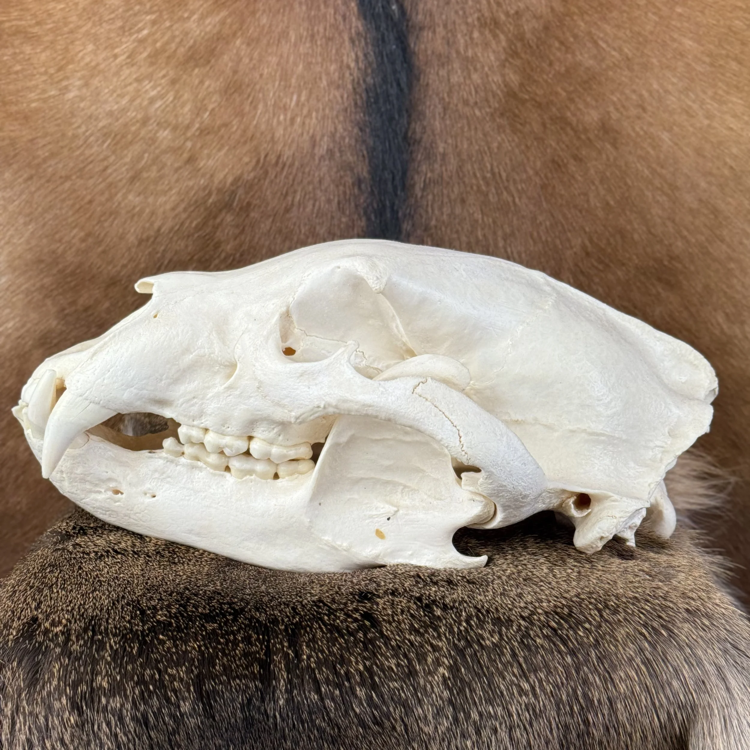 Black Bear Skull
