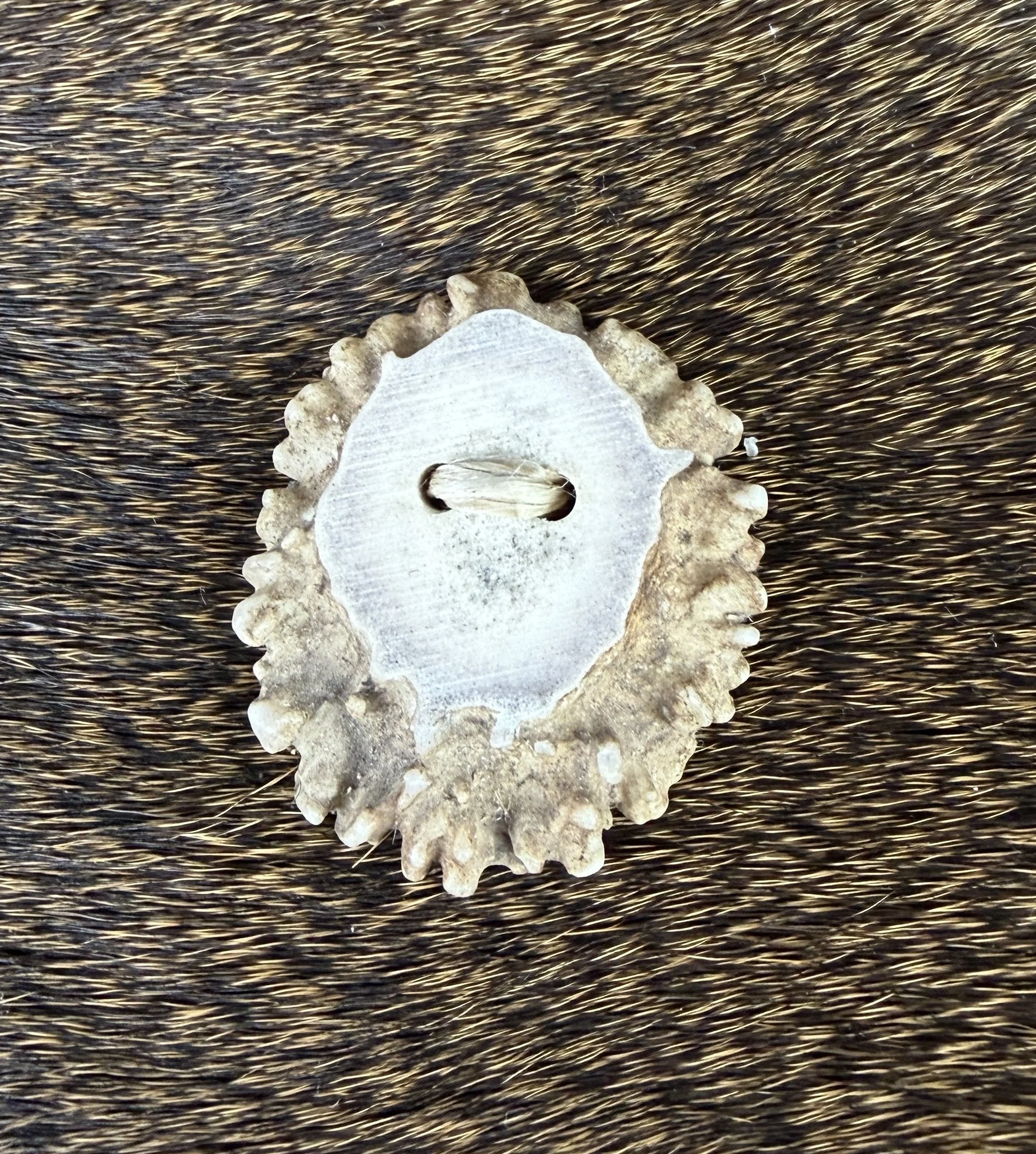 Deer Antler Rosette