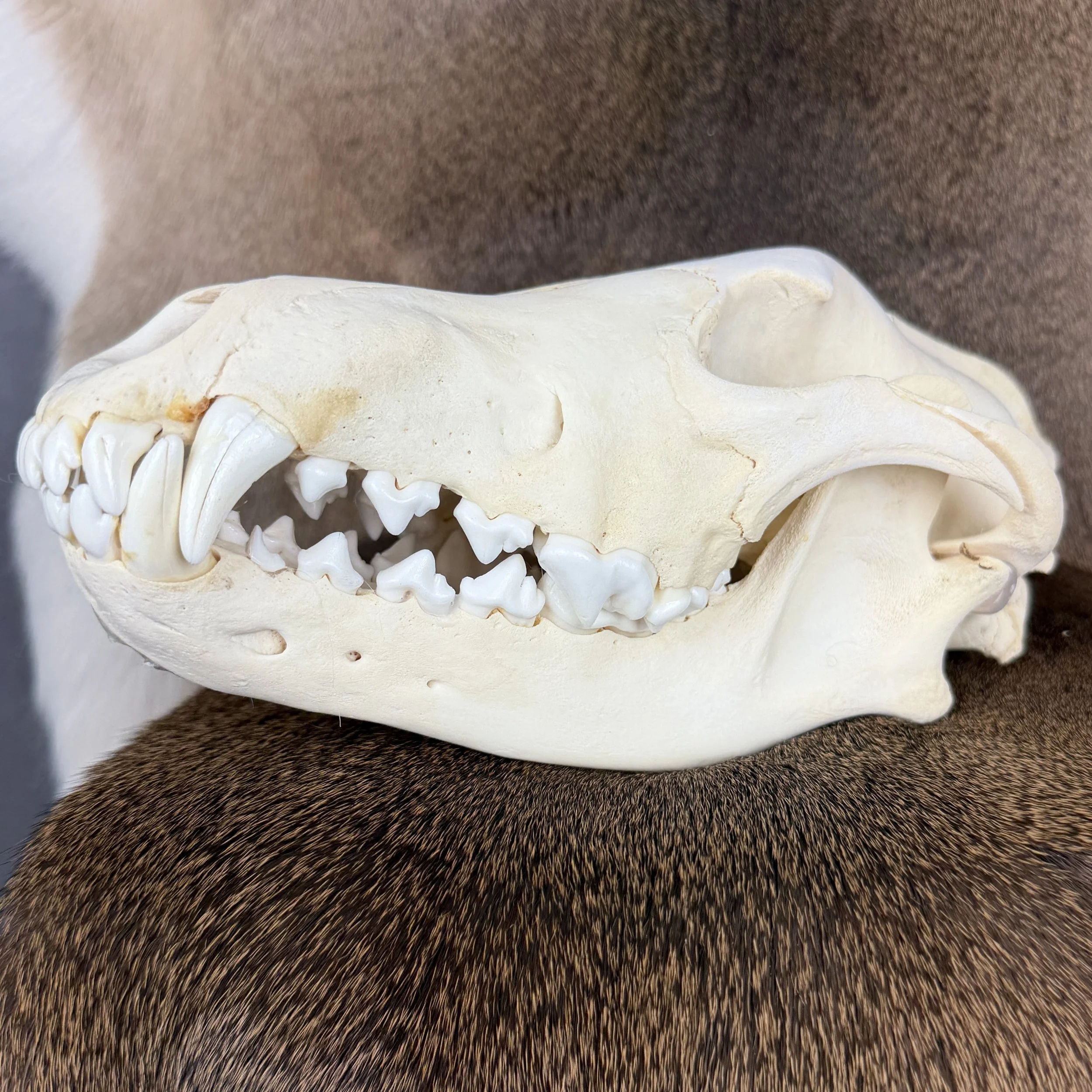 wolf skull