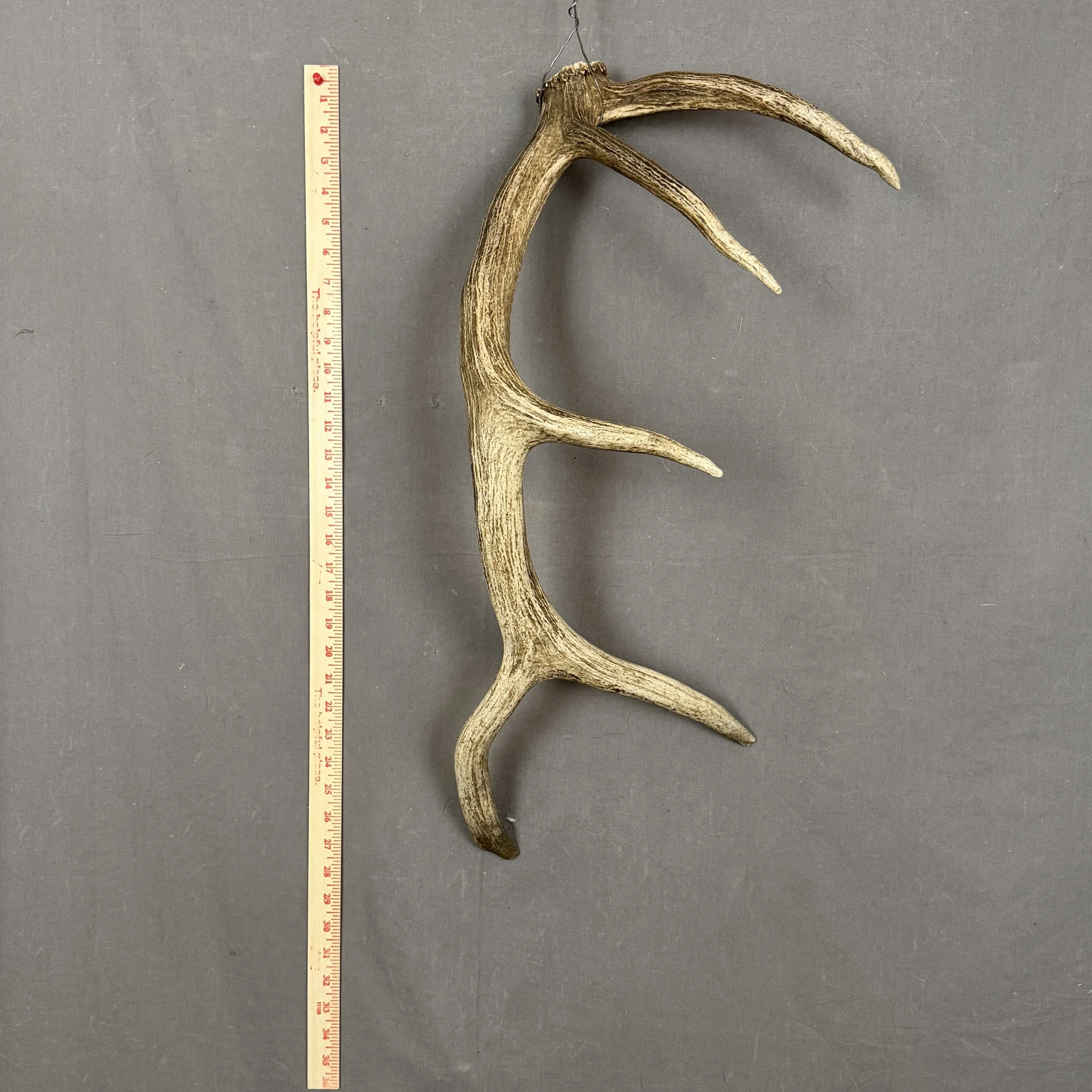 Elk Antler