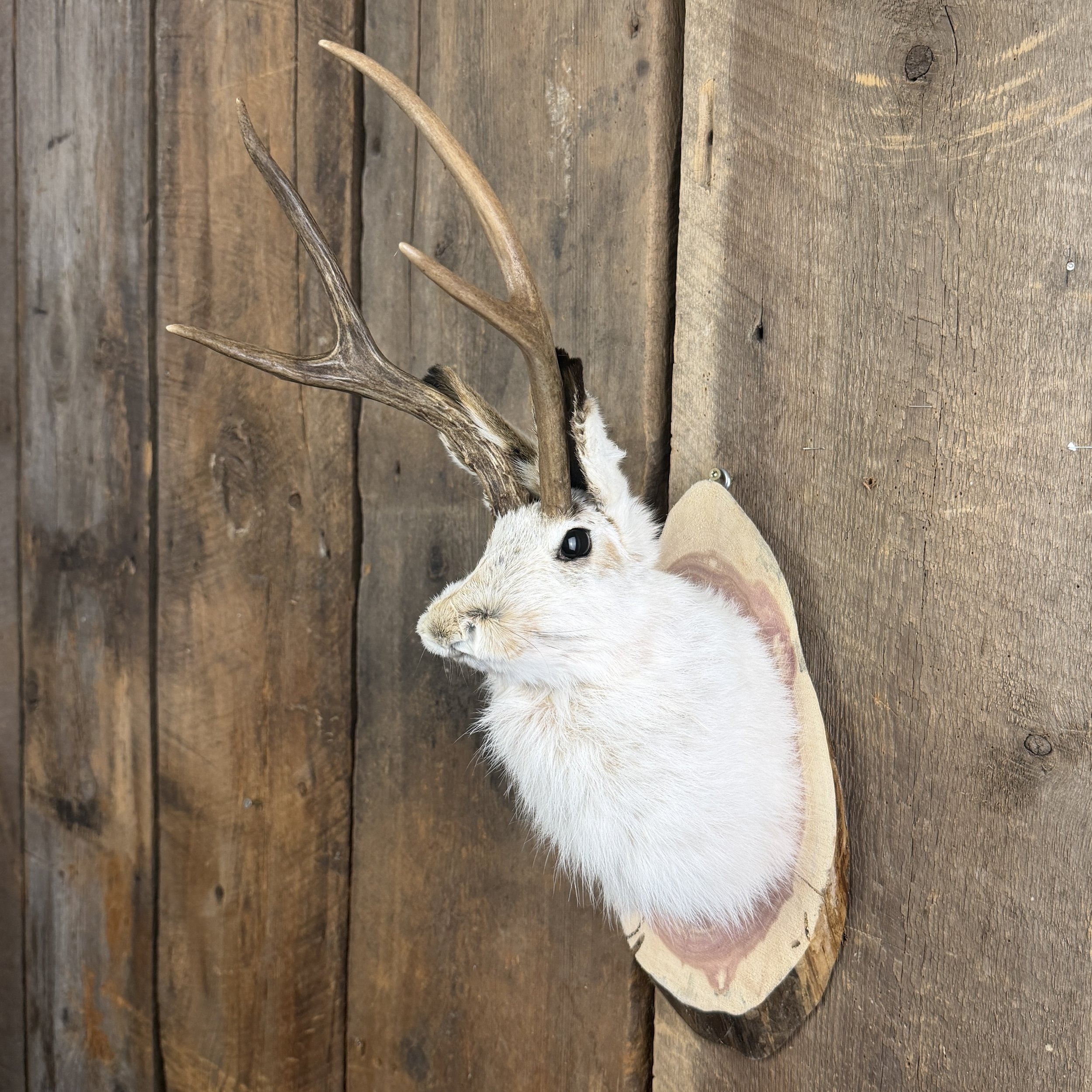 jackalope mount