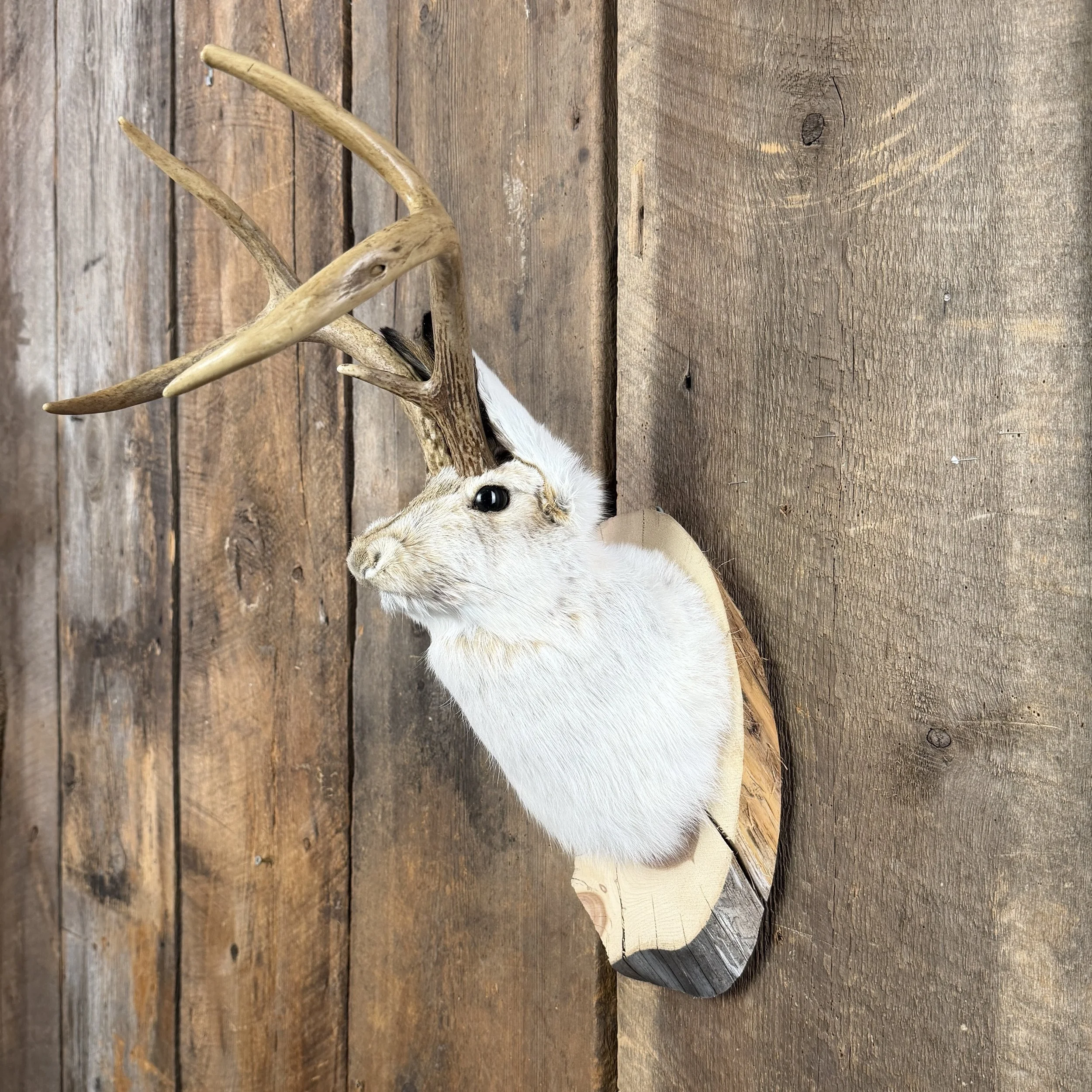 Jackalope Mount SQ5151