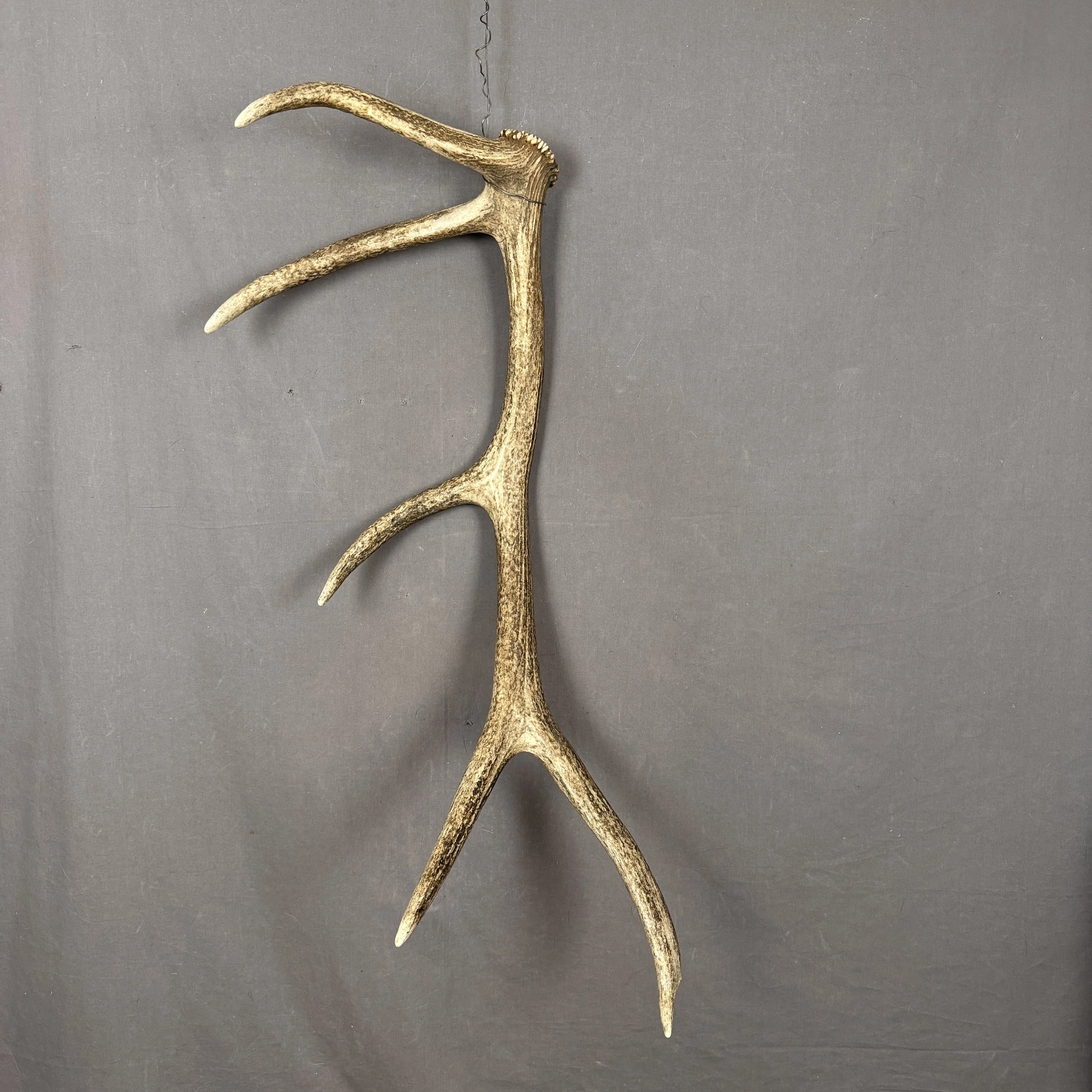 Elk Antler
