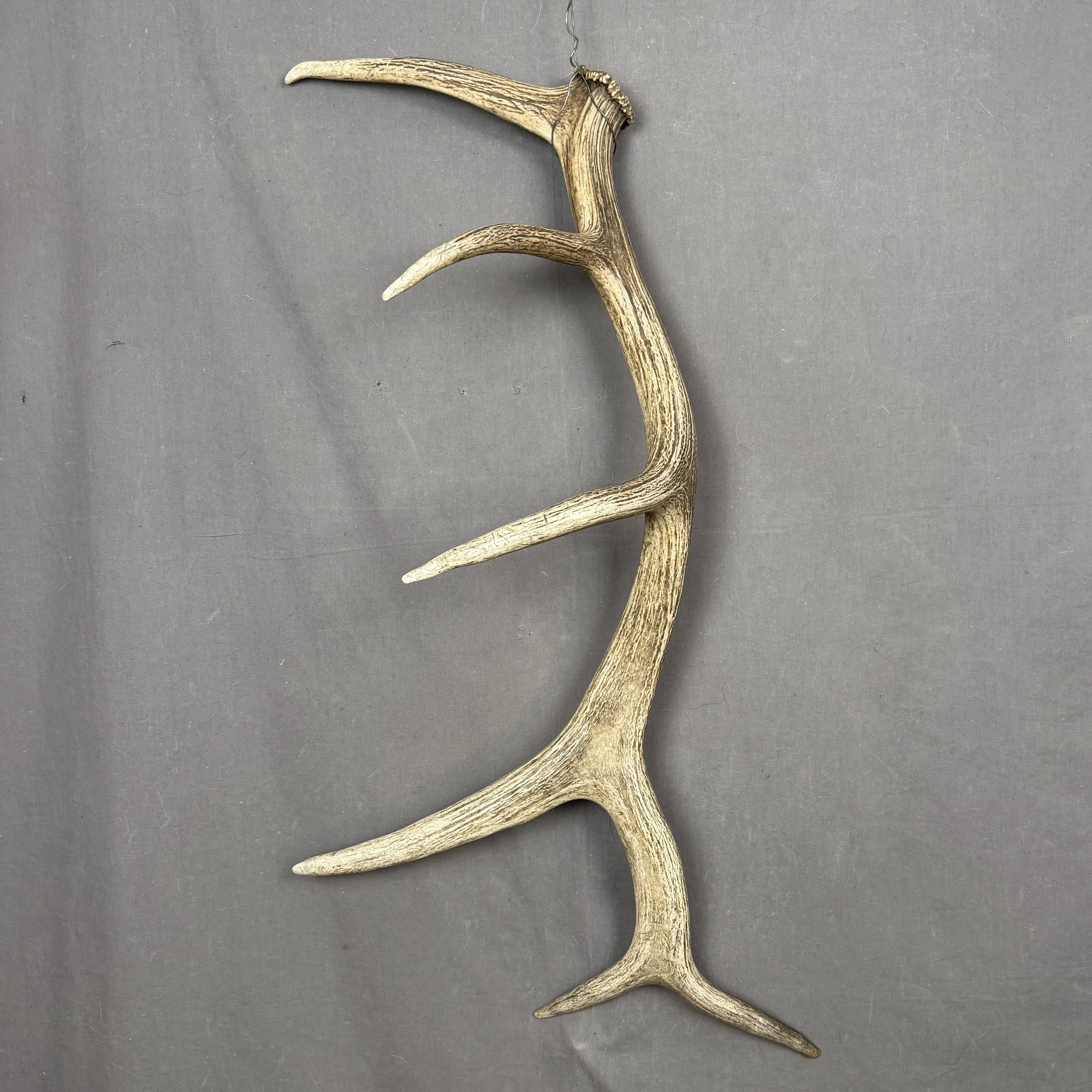 Elk Antler