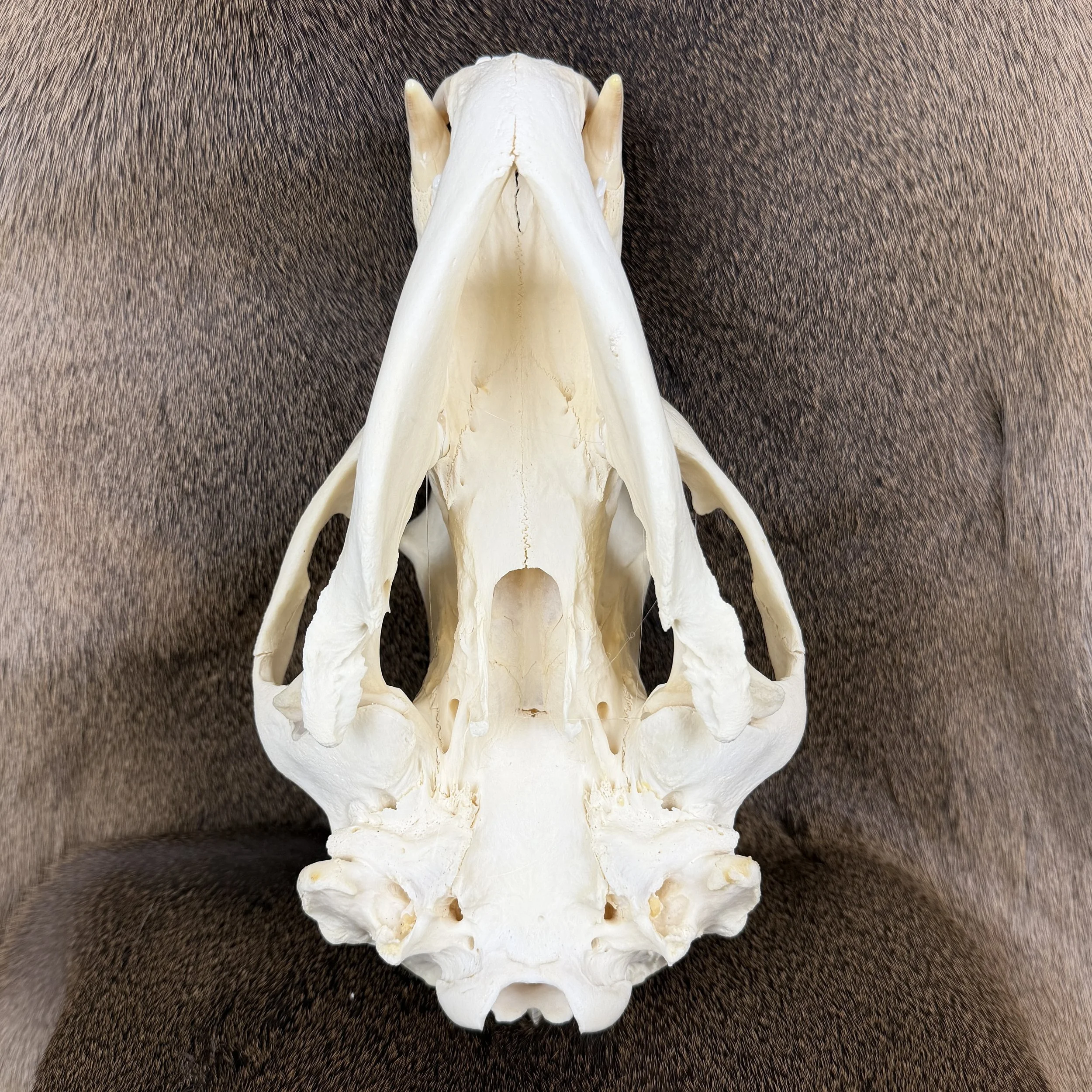 black bear skull