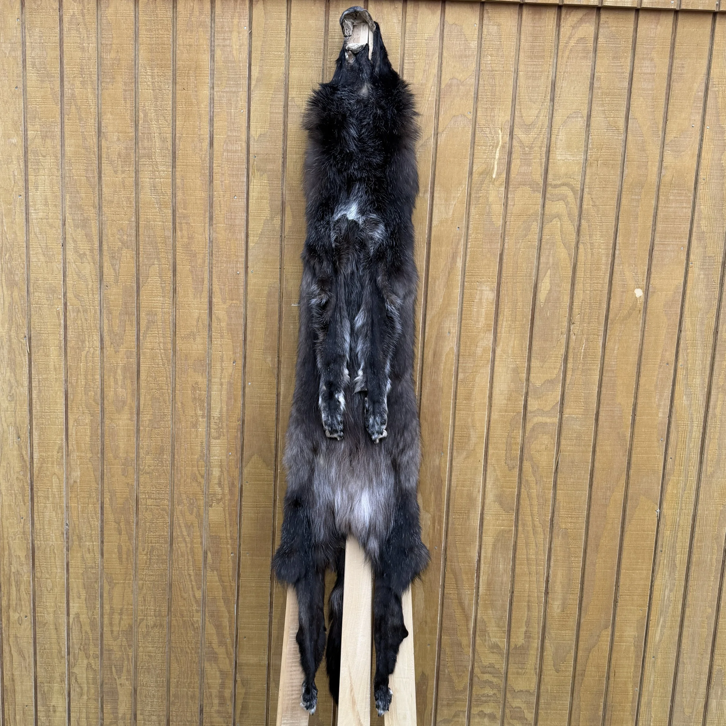 wolf pelt
