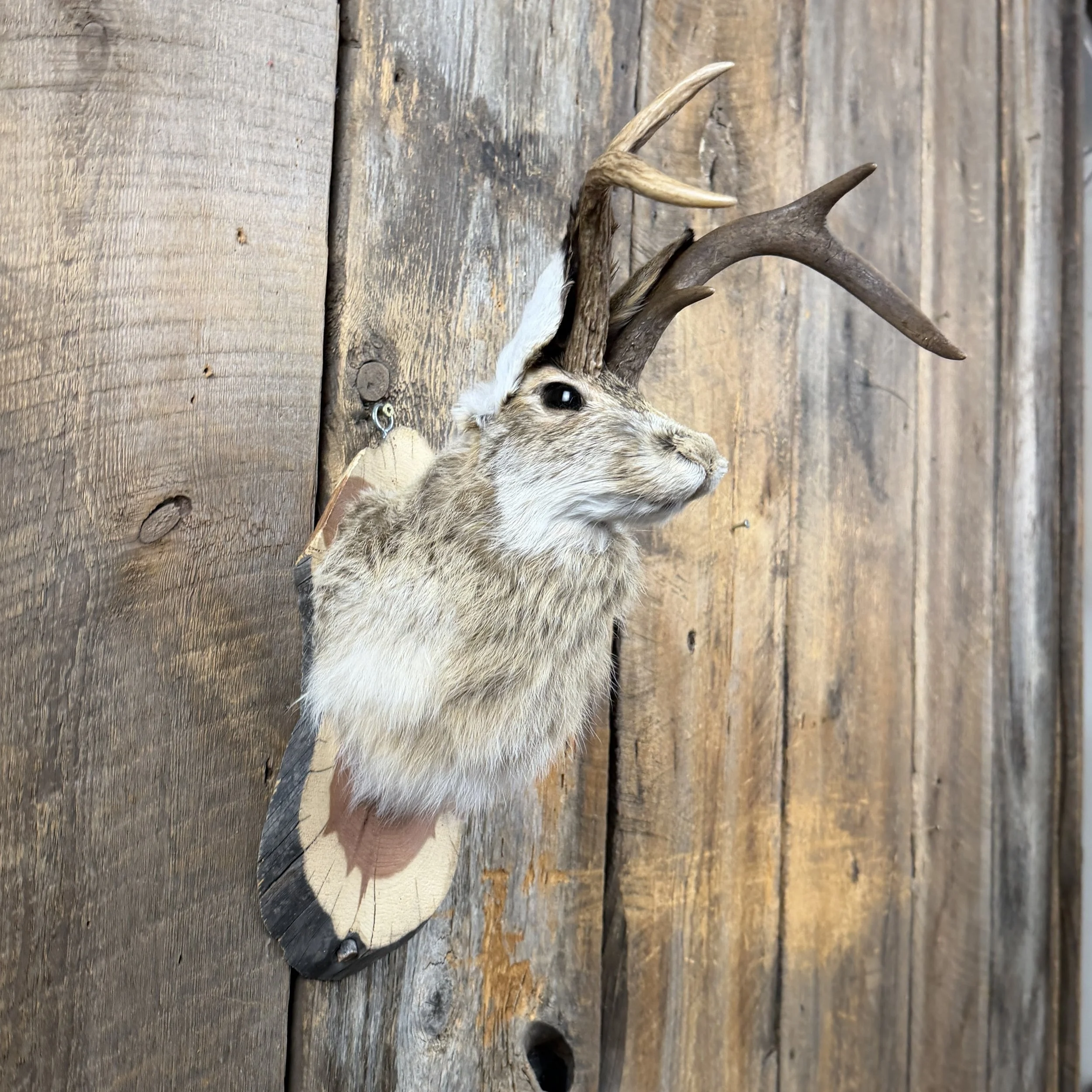 jackalope mount