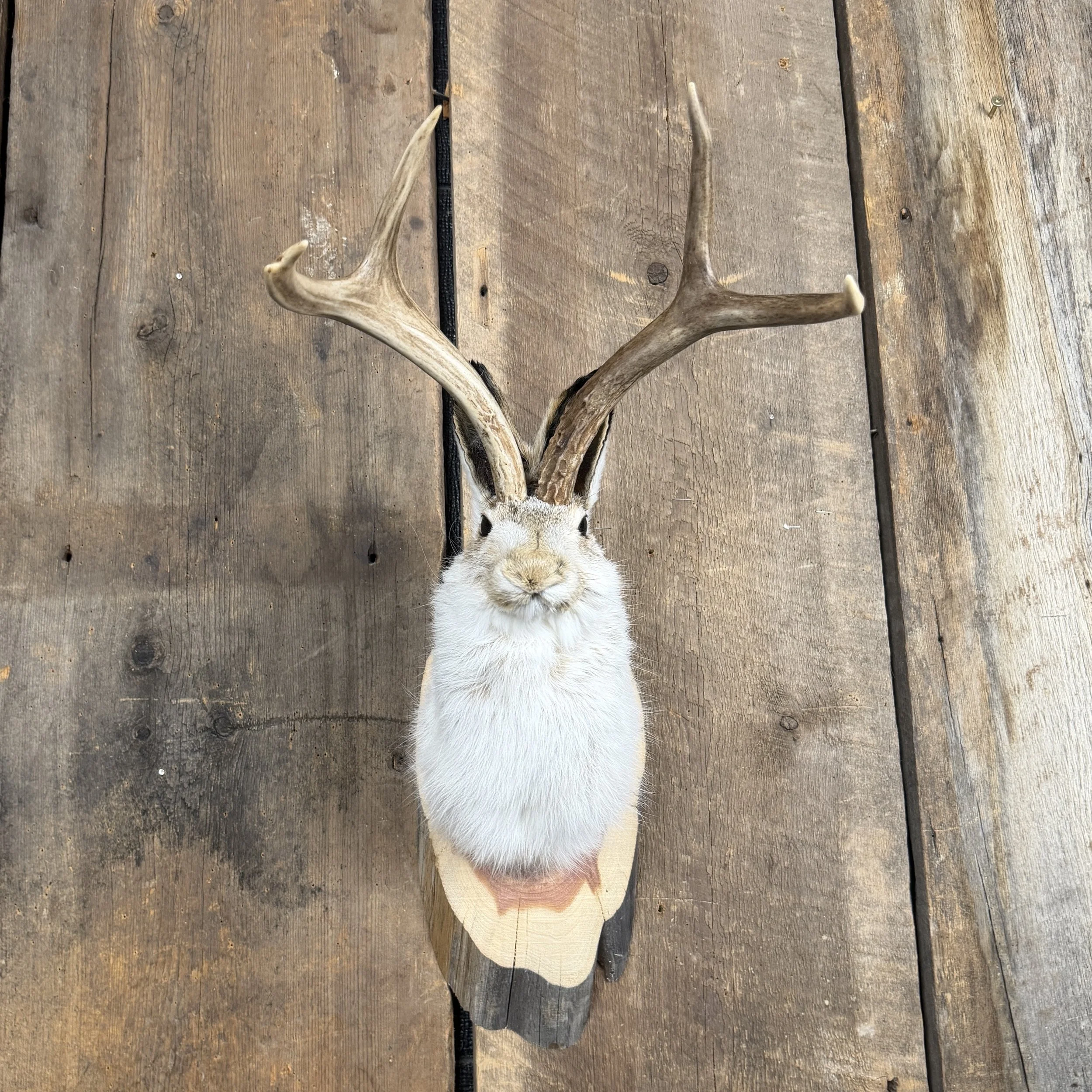 jackalope mount