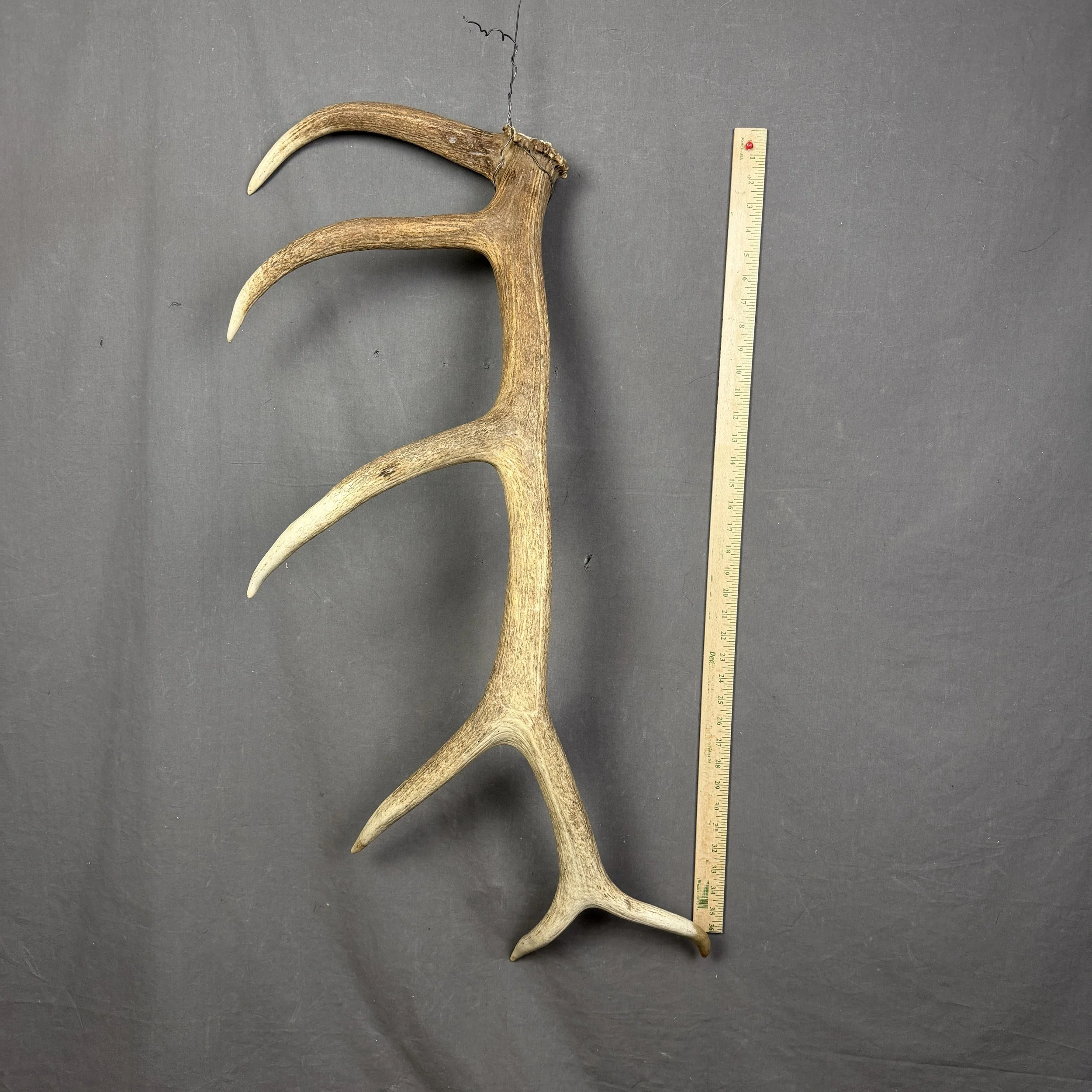 Elk Antler
