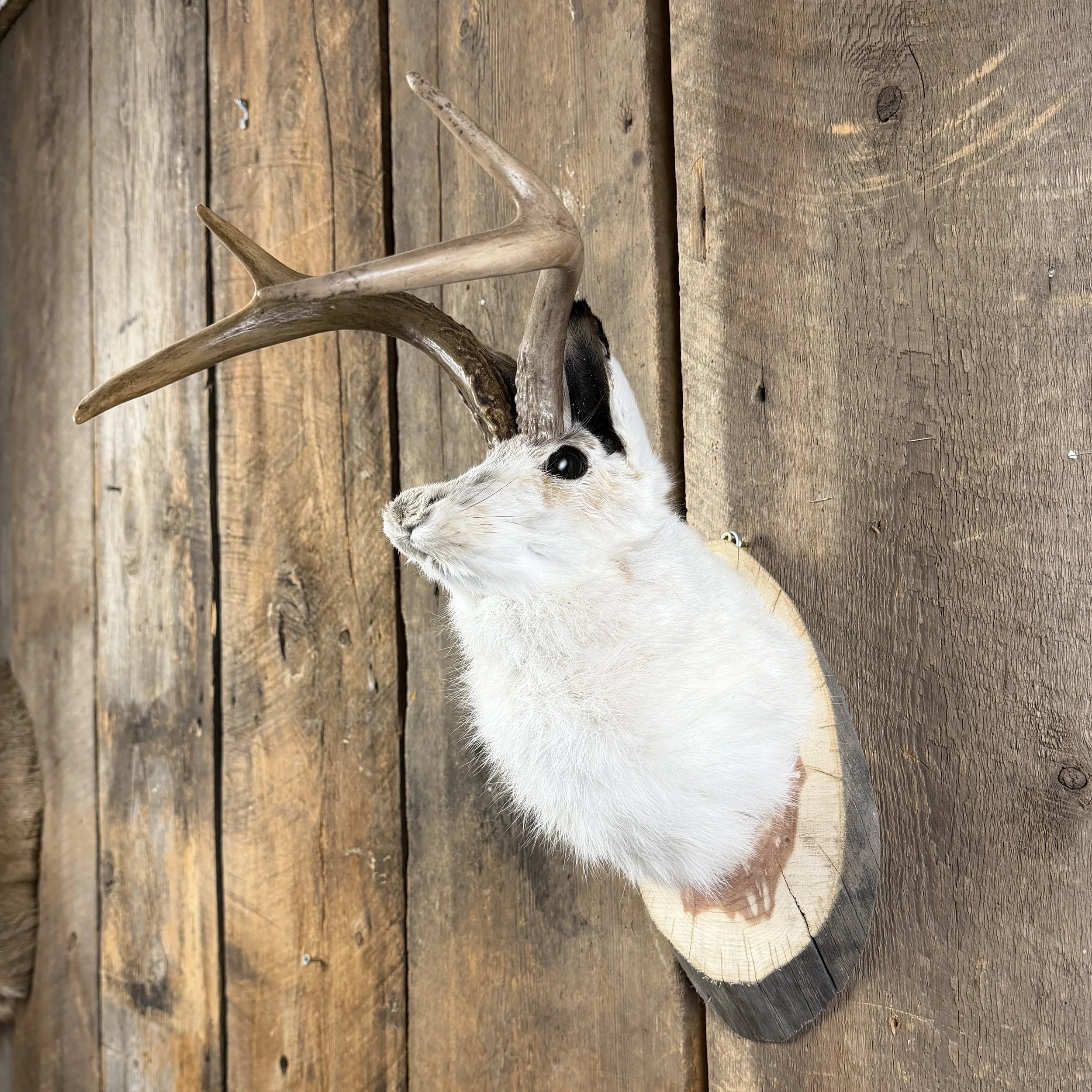 jackalope mount
