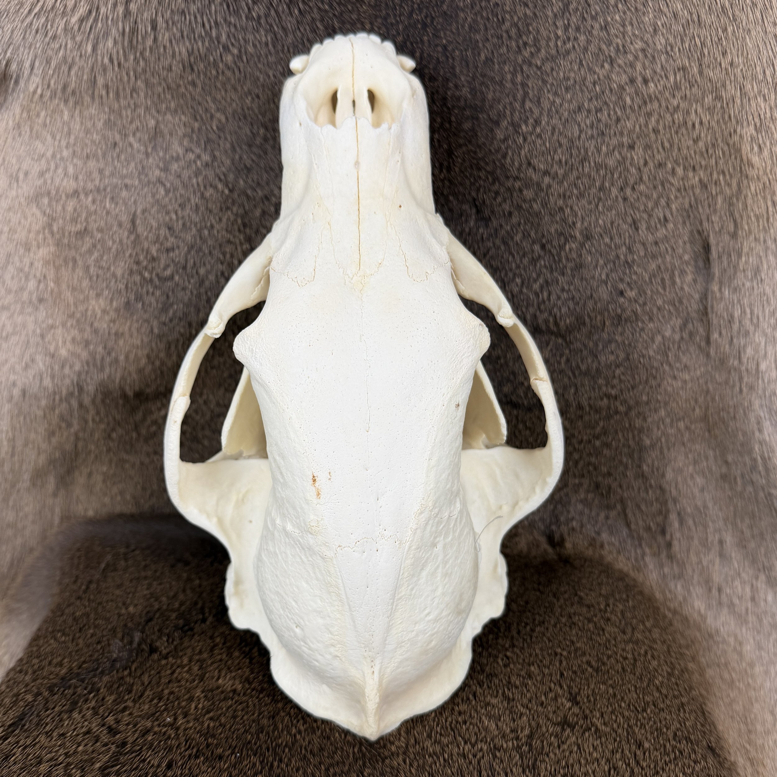 black bear skull