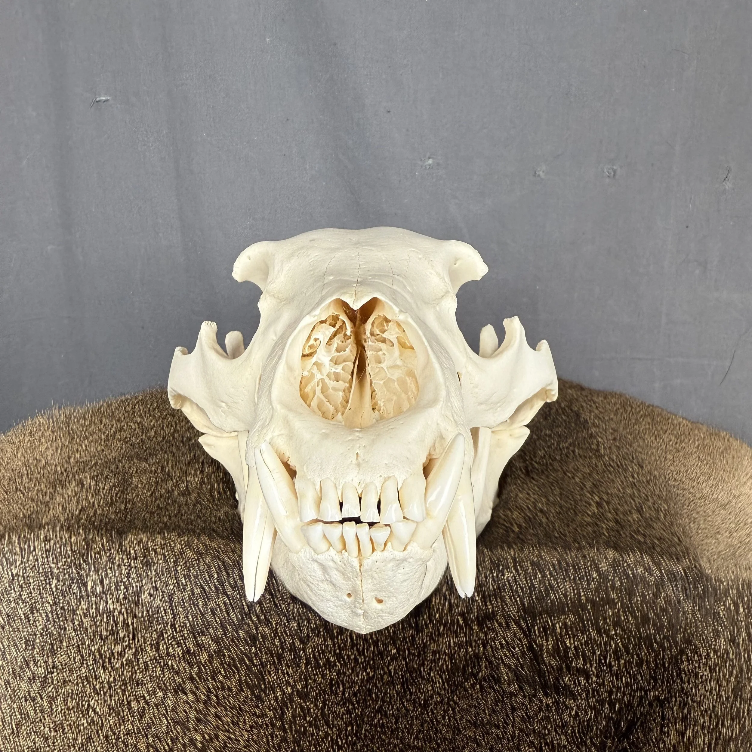 Black Bear Skull