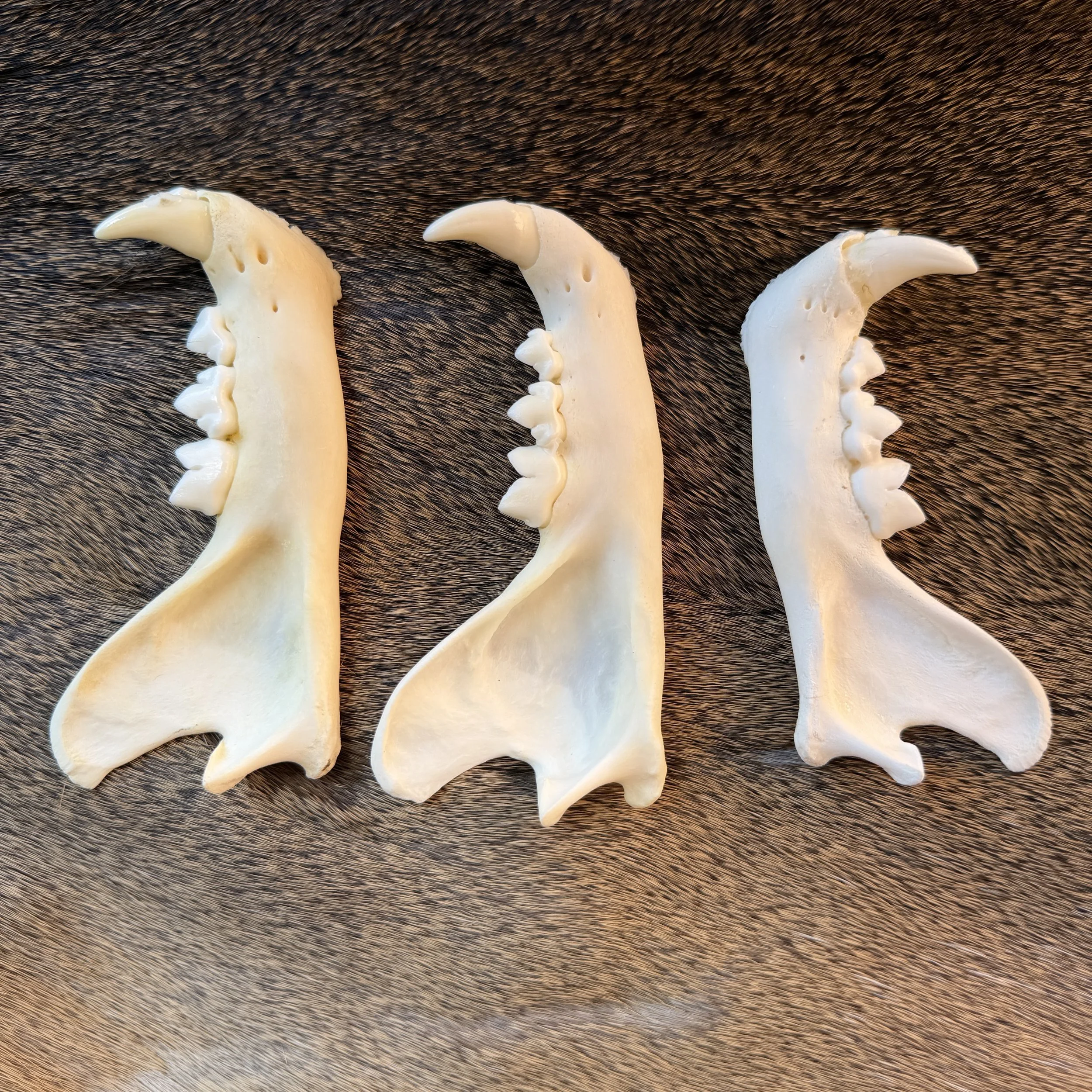 mountain lion jaw bone