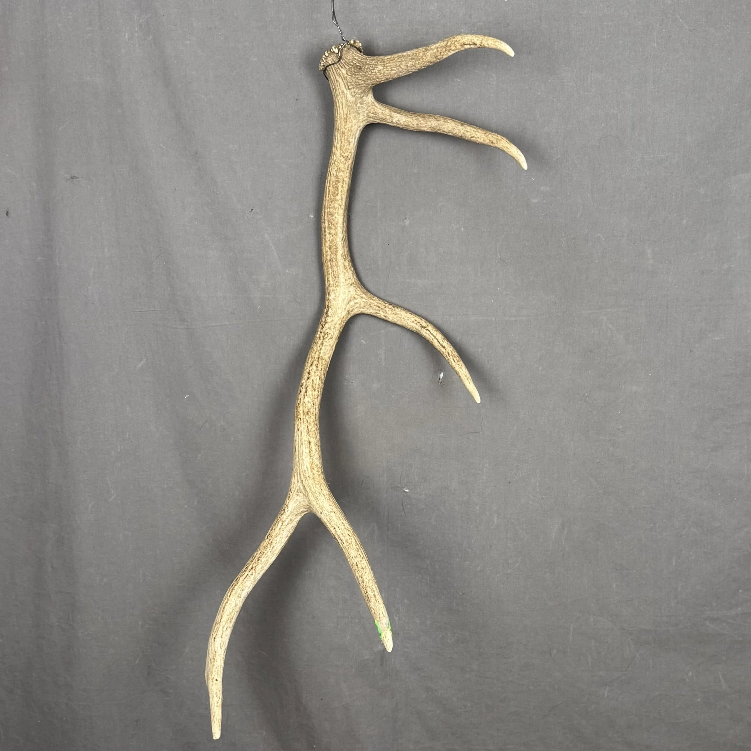 Elk Antler
