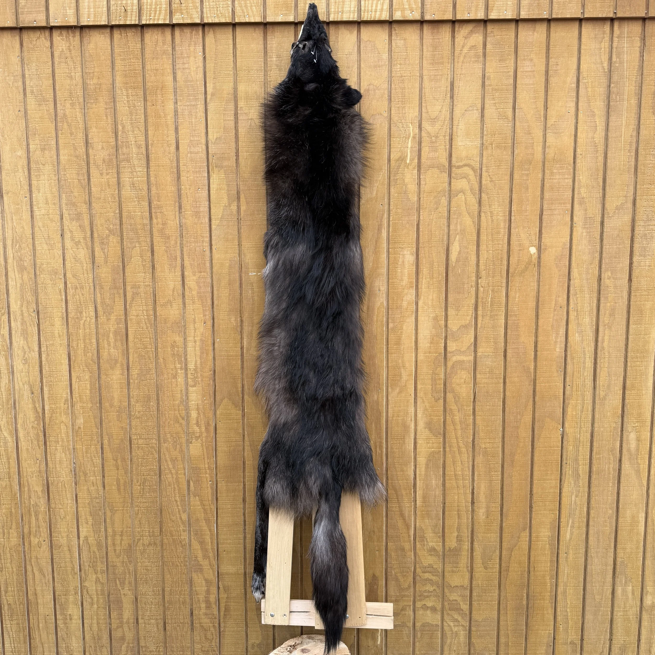 wolf hide