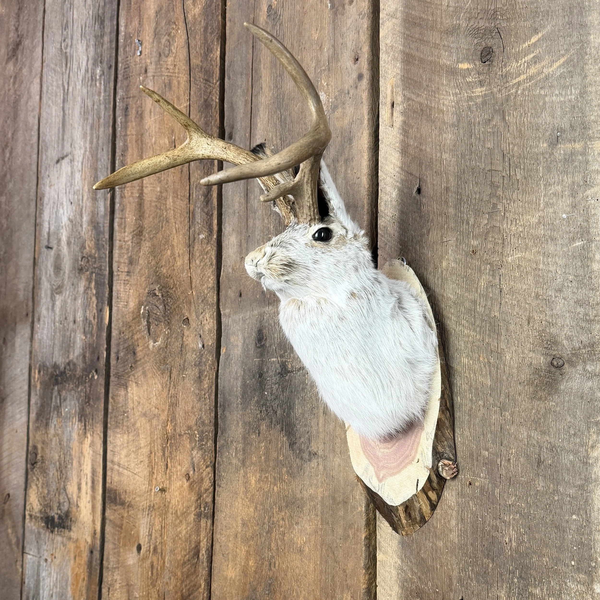 jackalope mount