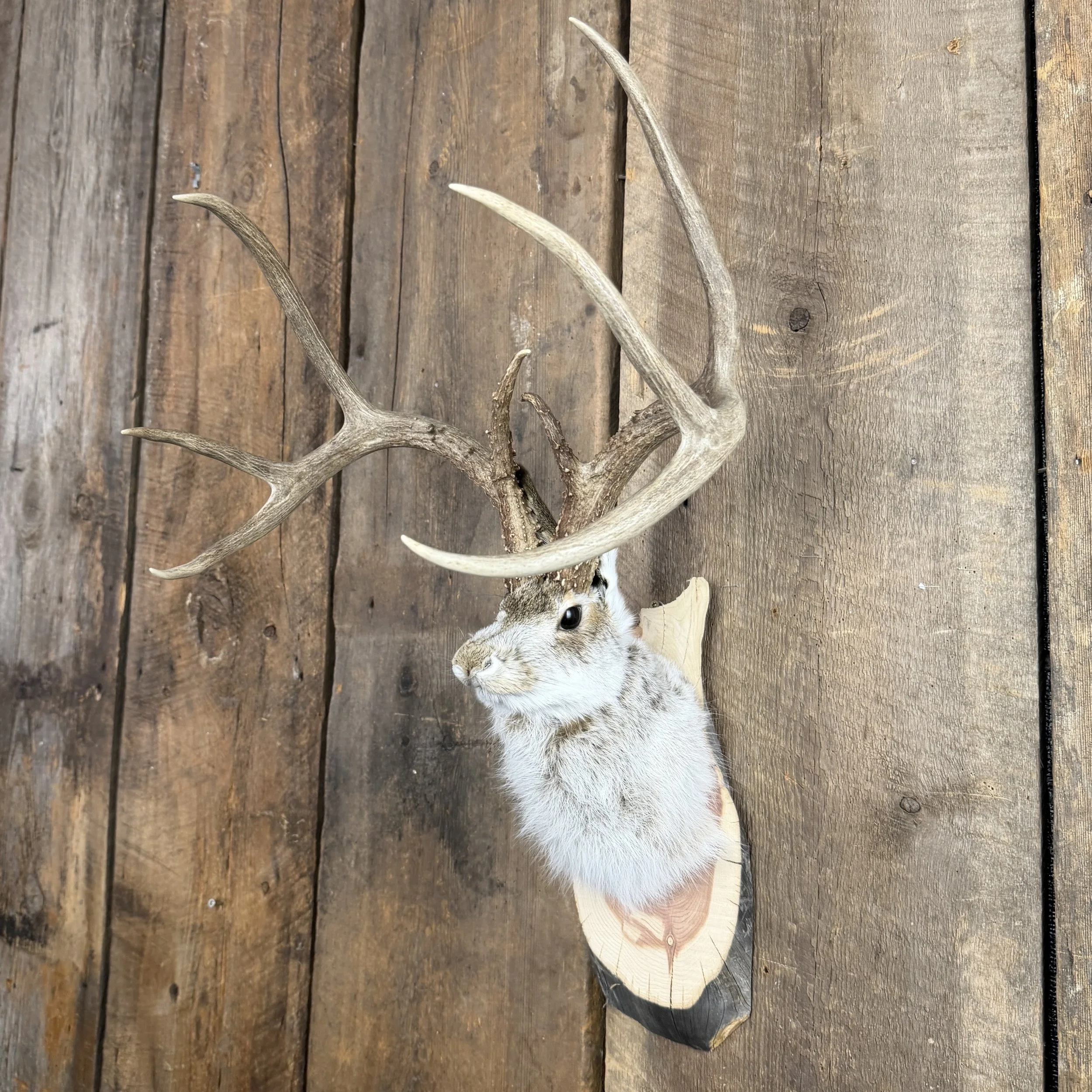 jackalope mount