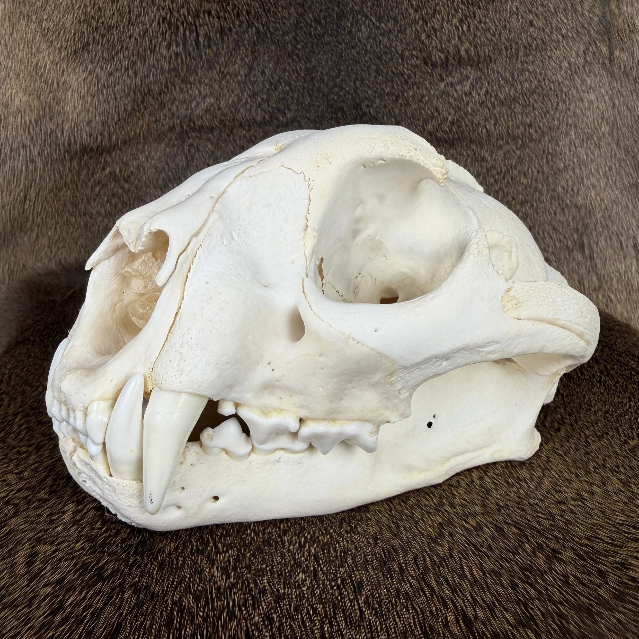 cougar skull
