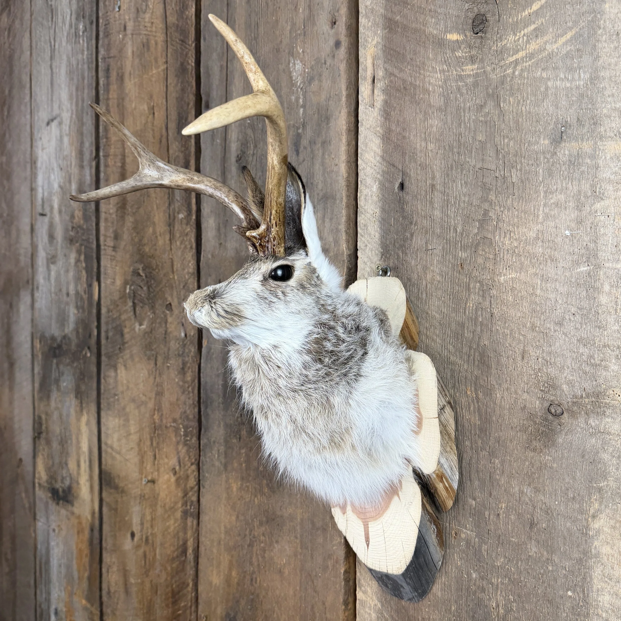 jackalope mount