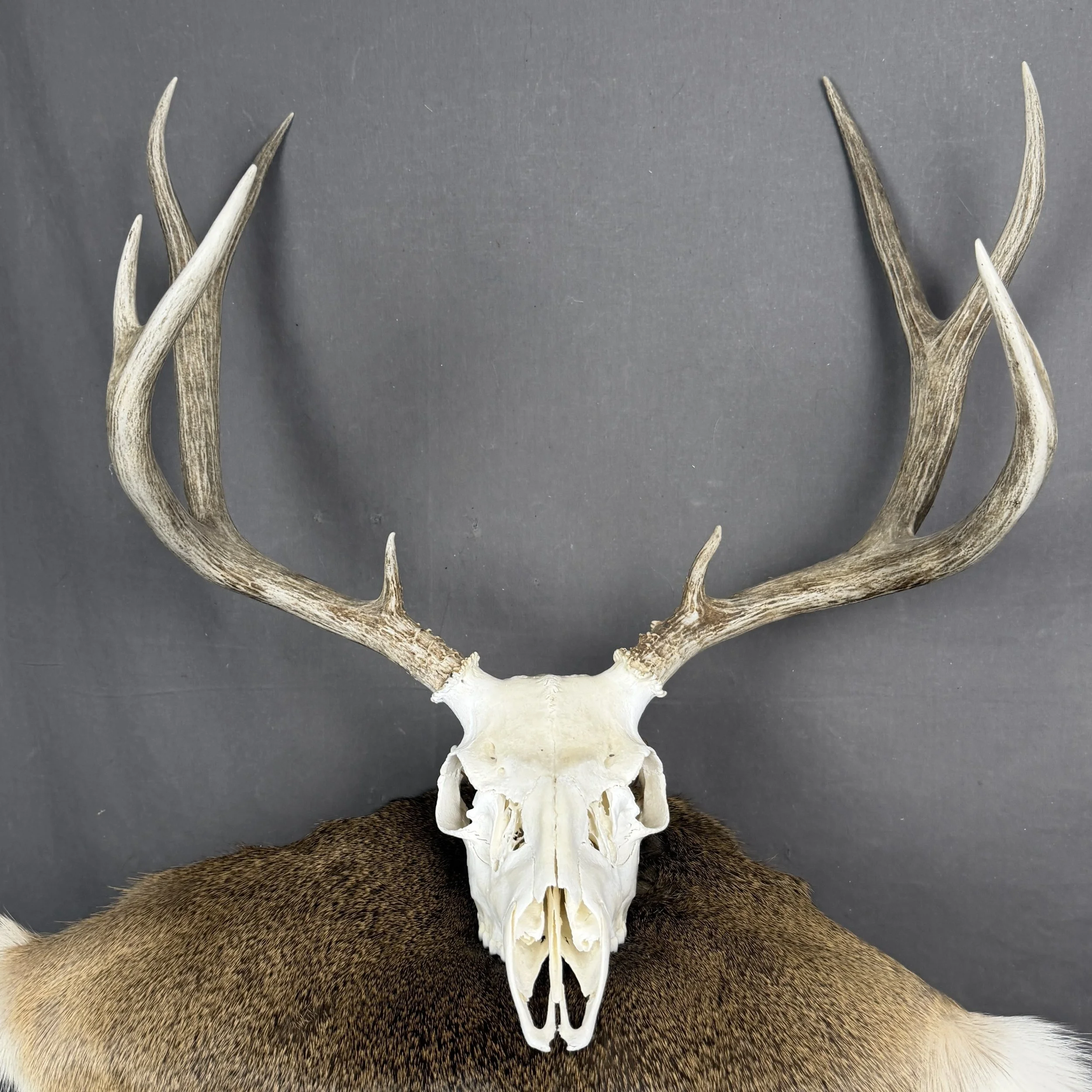 Mule Deer Skull