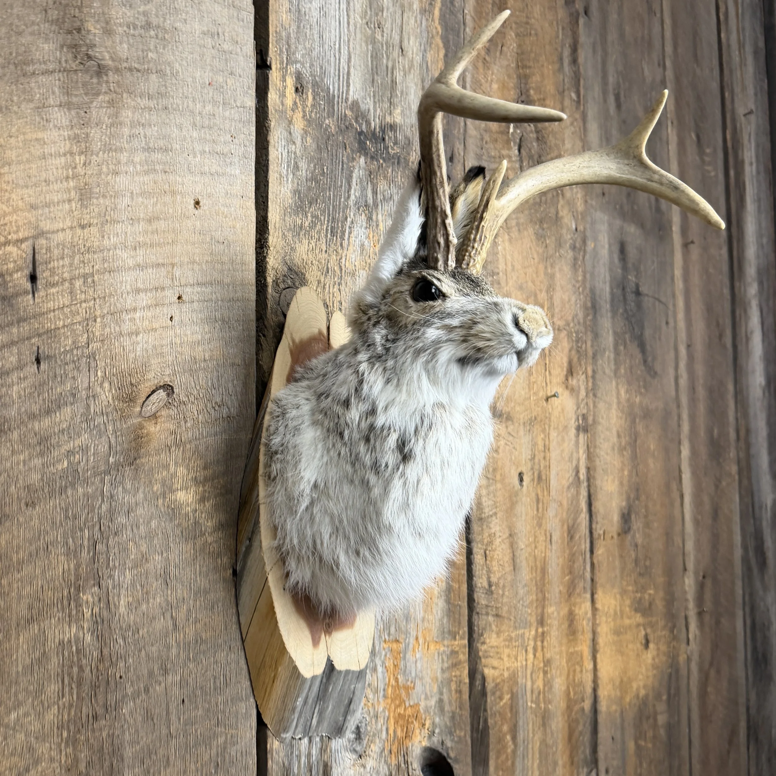 jackalope mount