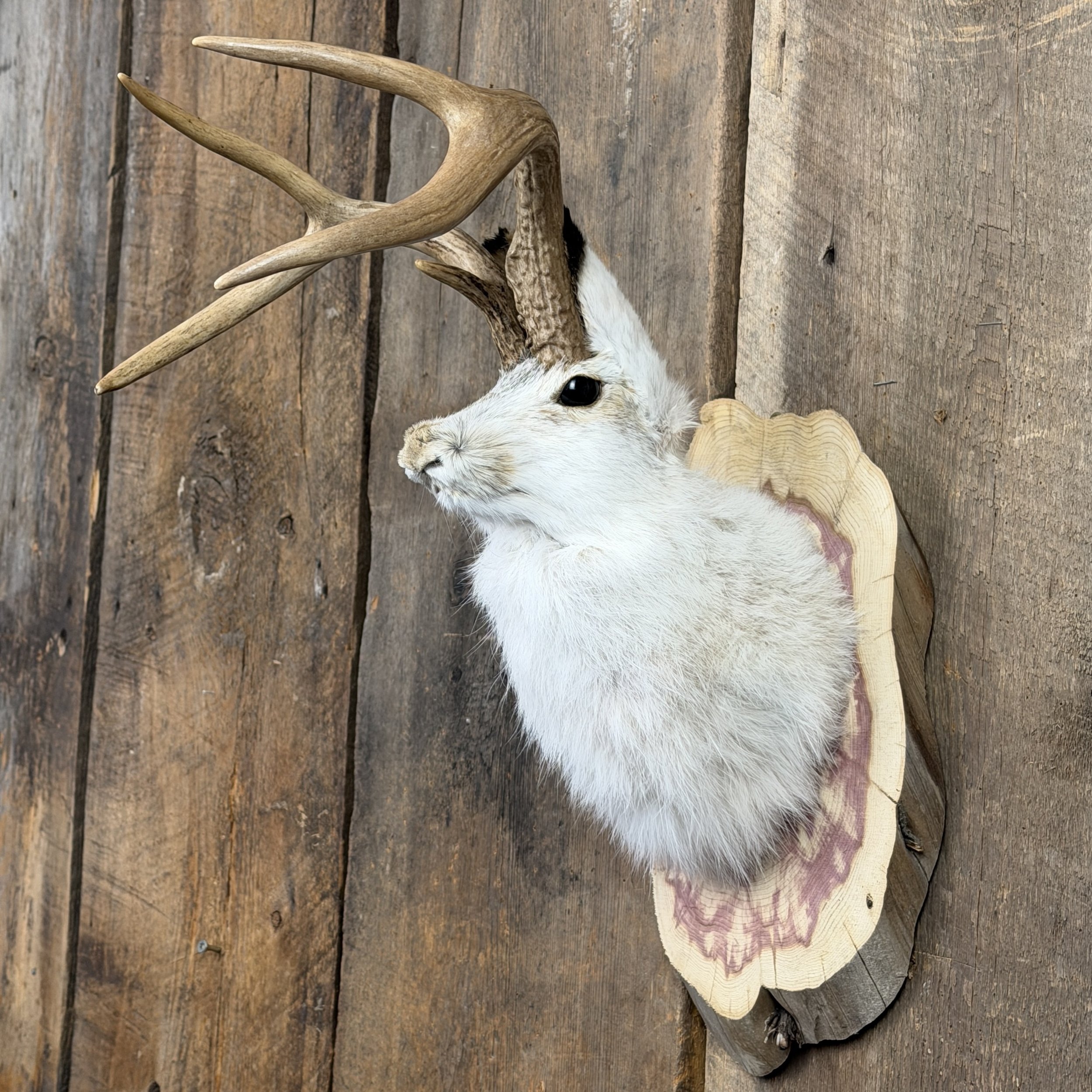 jackalope mount