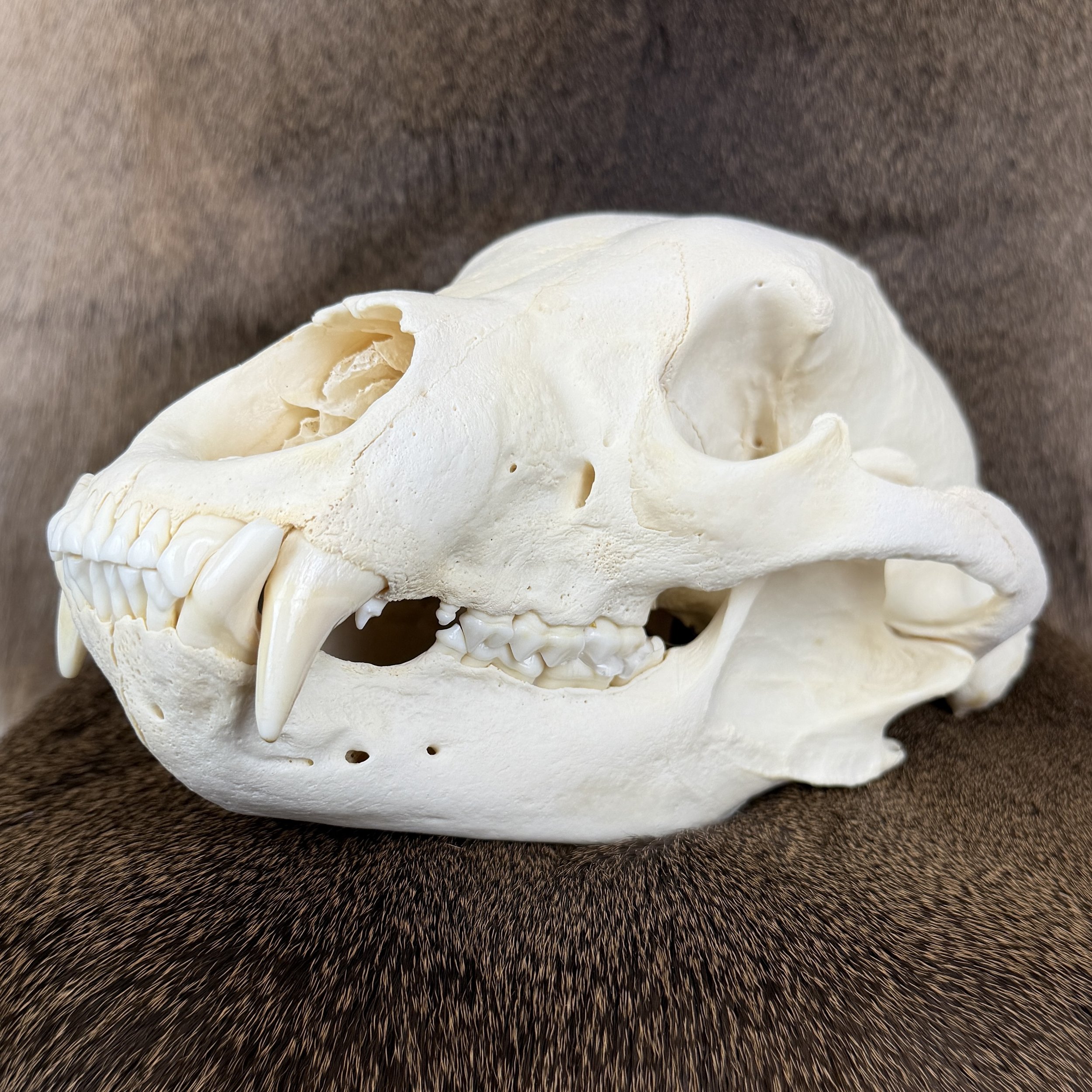 black bear skull