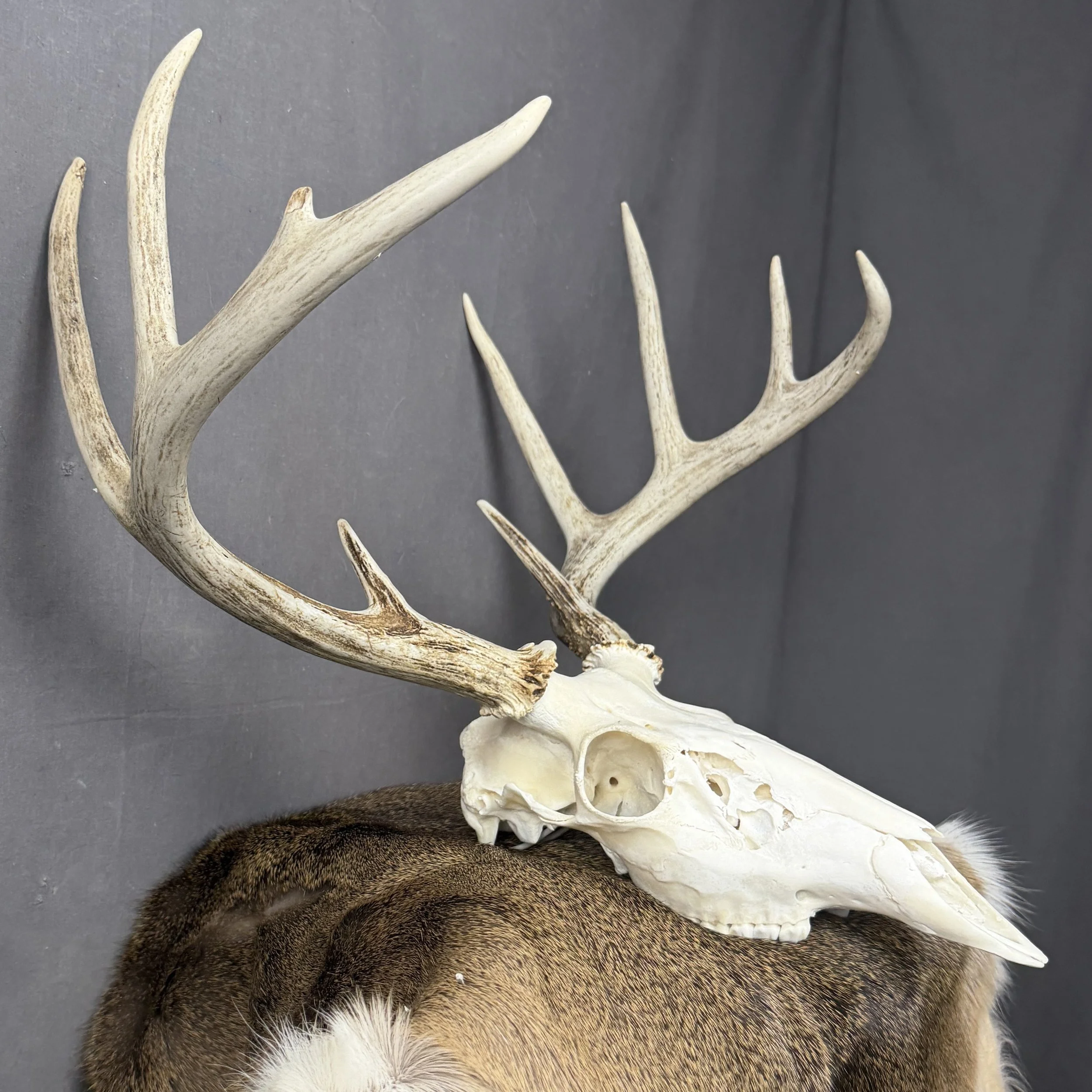 White Tail Deer Skull