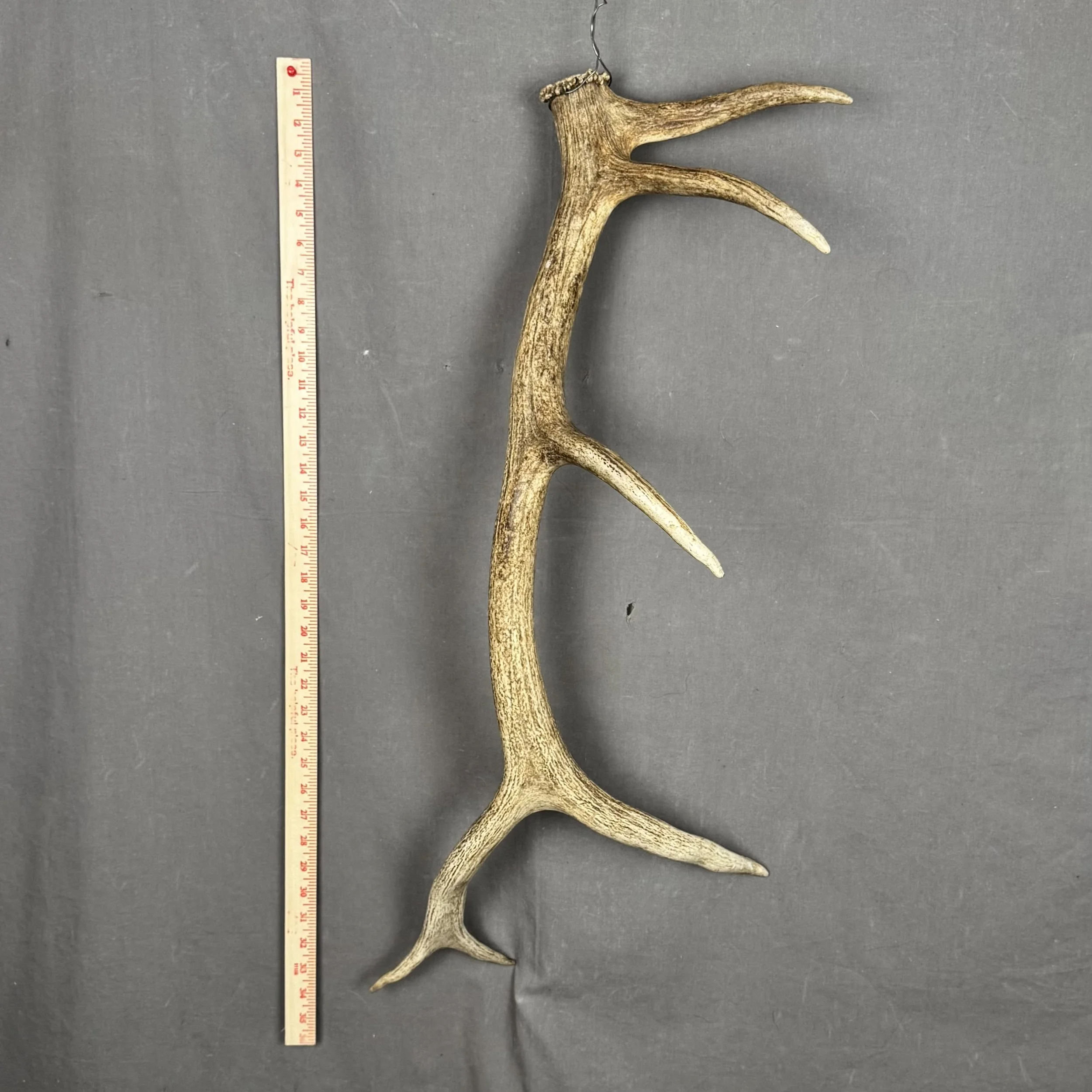 Elk Antler
