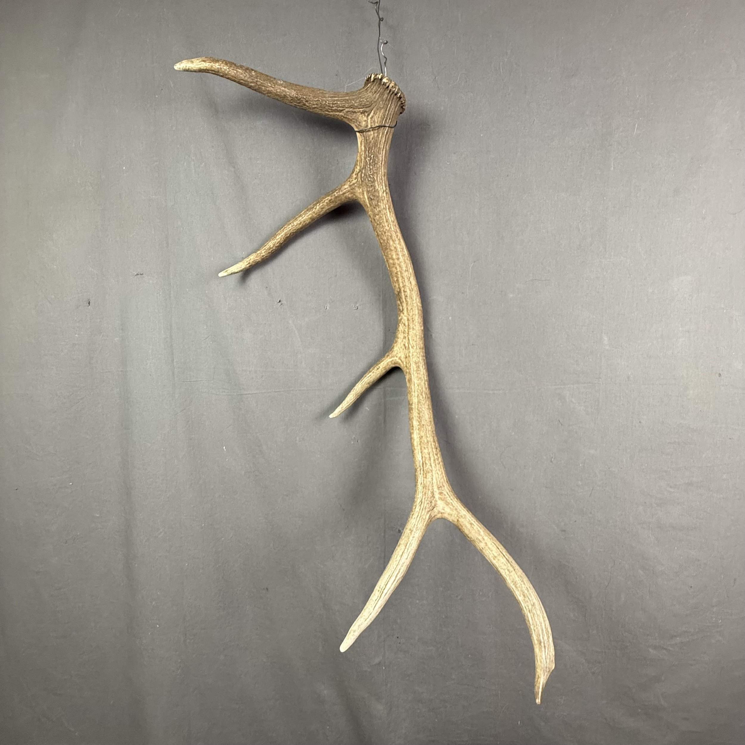 Elk Antler #16