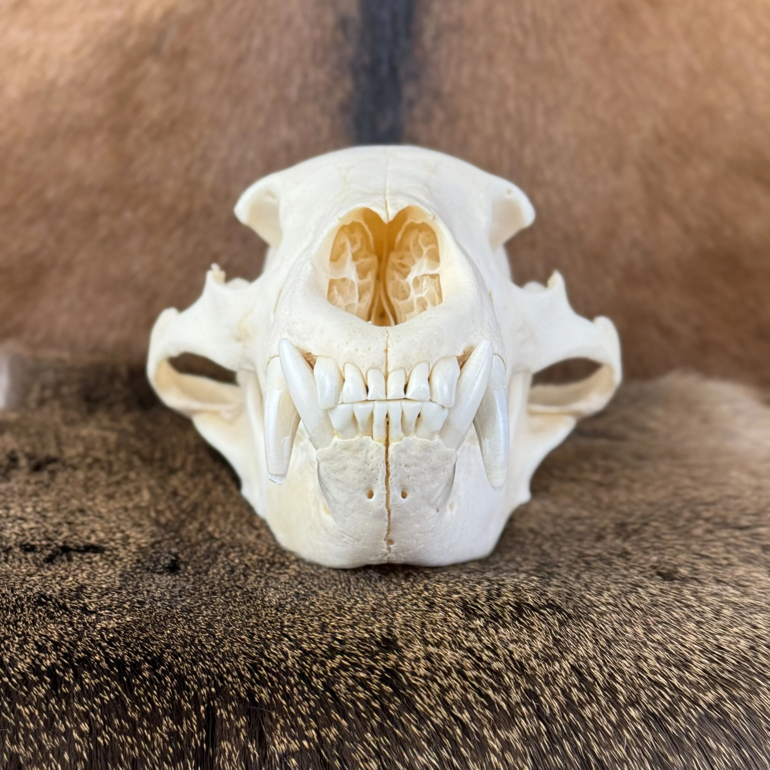 Black Bear Skull