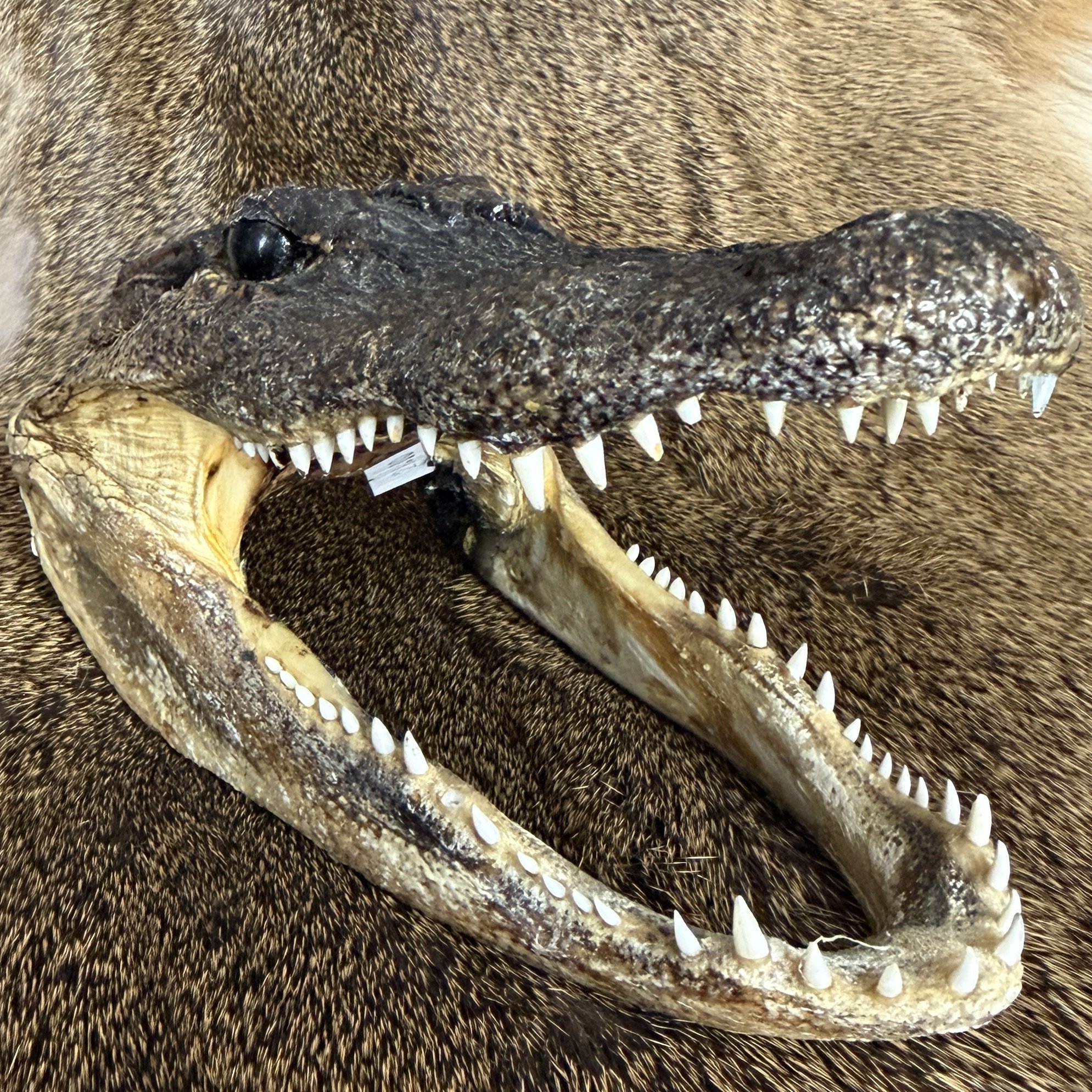 Alligator Head