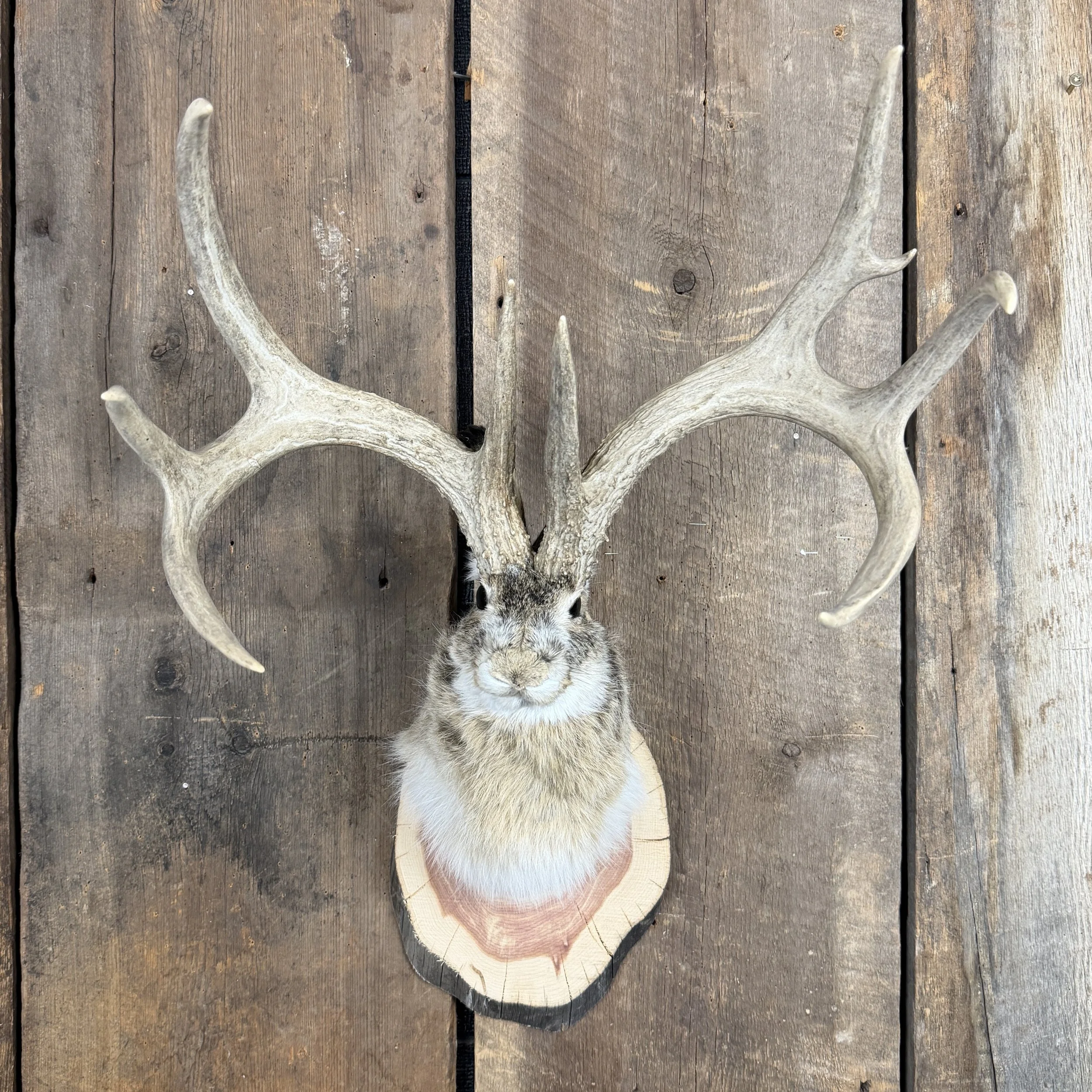 jackalope mount