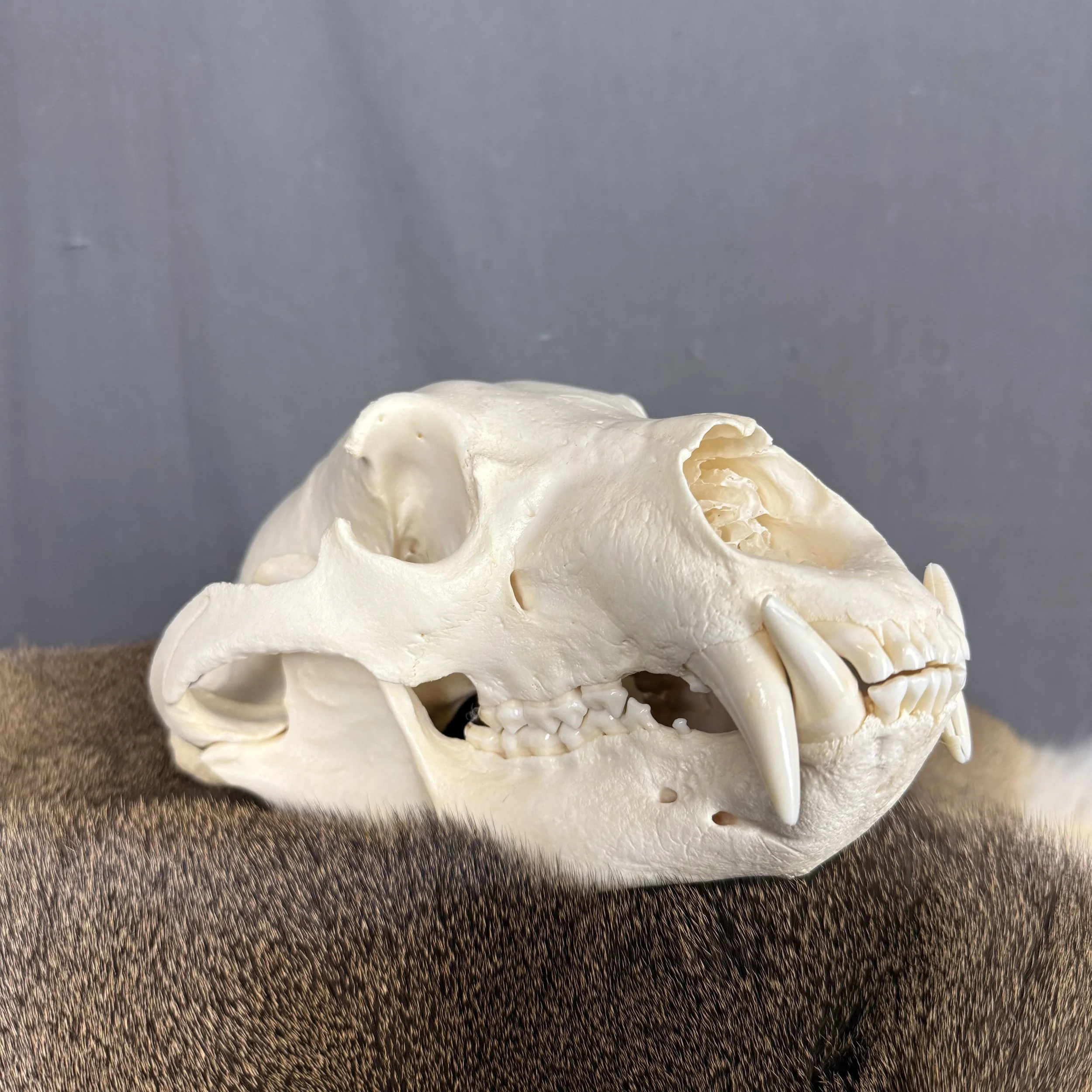 Black Bear Skull